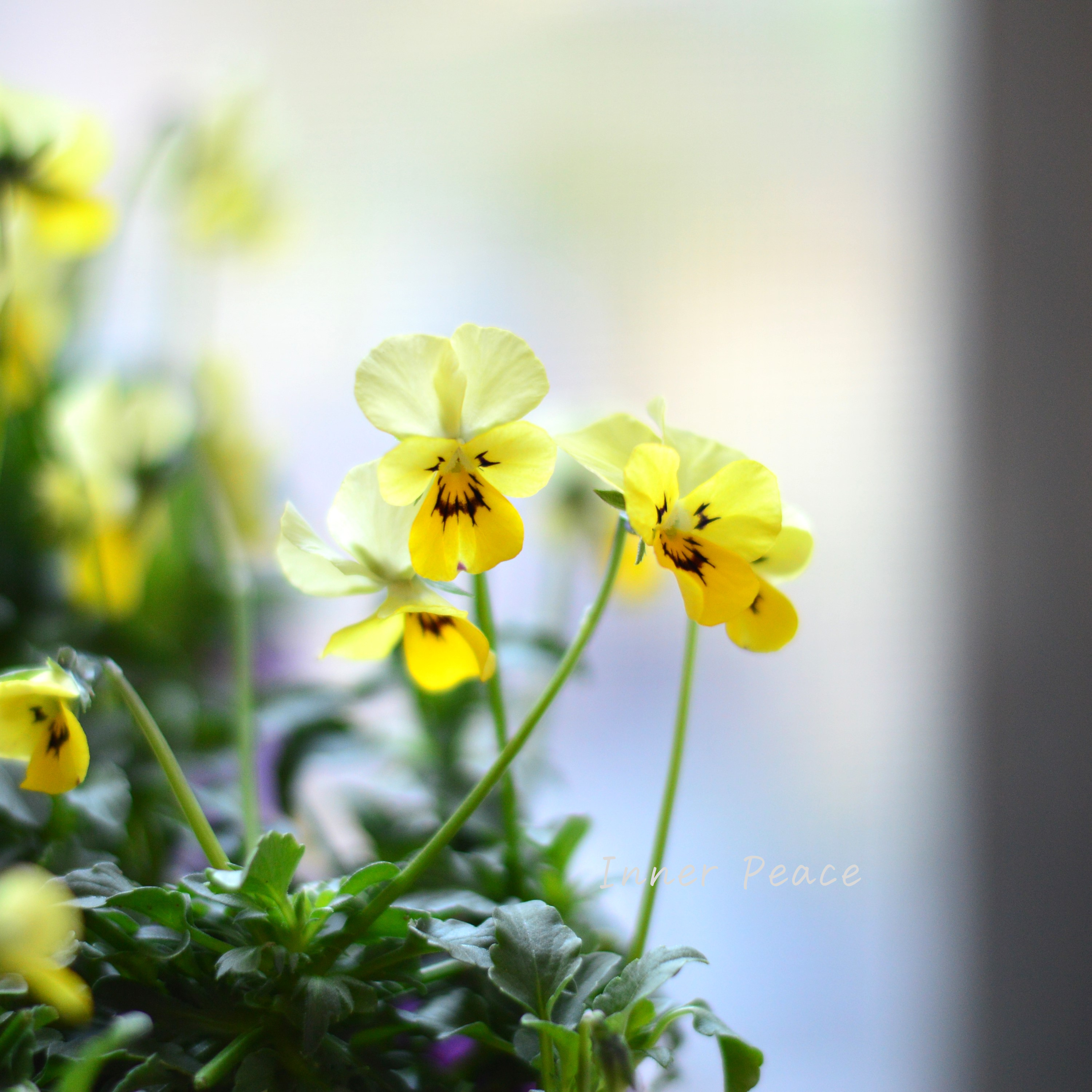 【花夢園芸さん】 ビオラ 『菜七子・Bタイプ』 3寸ロングPOT