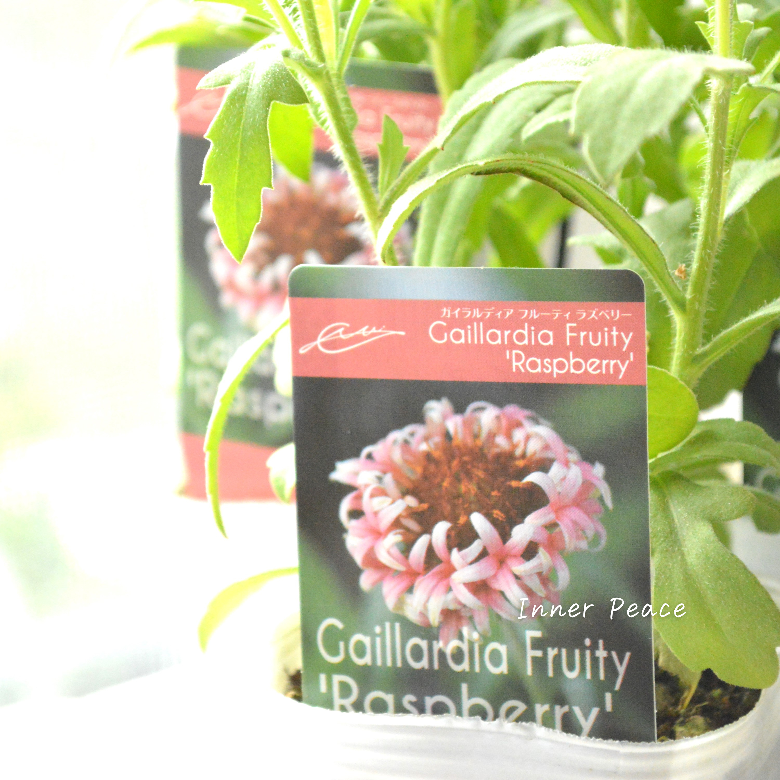 【人気】 ガイラルディア 『フルーティ・ラズベリー』 3寸ロングPOT