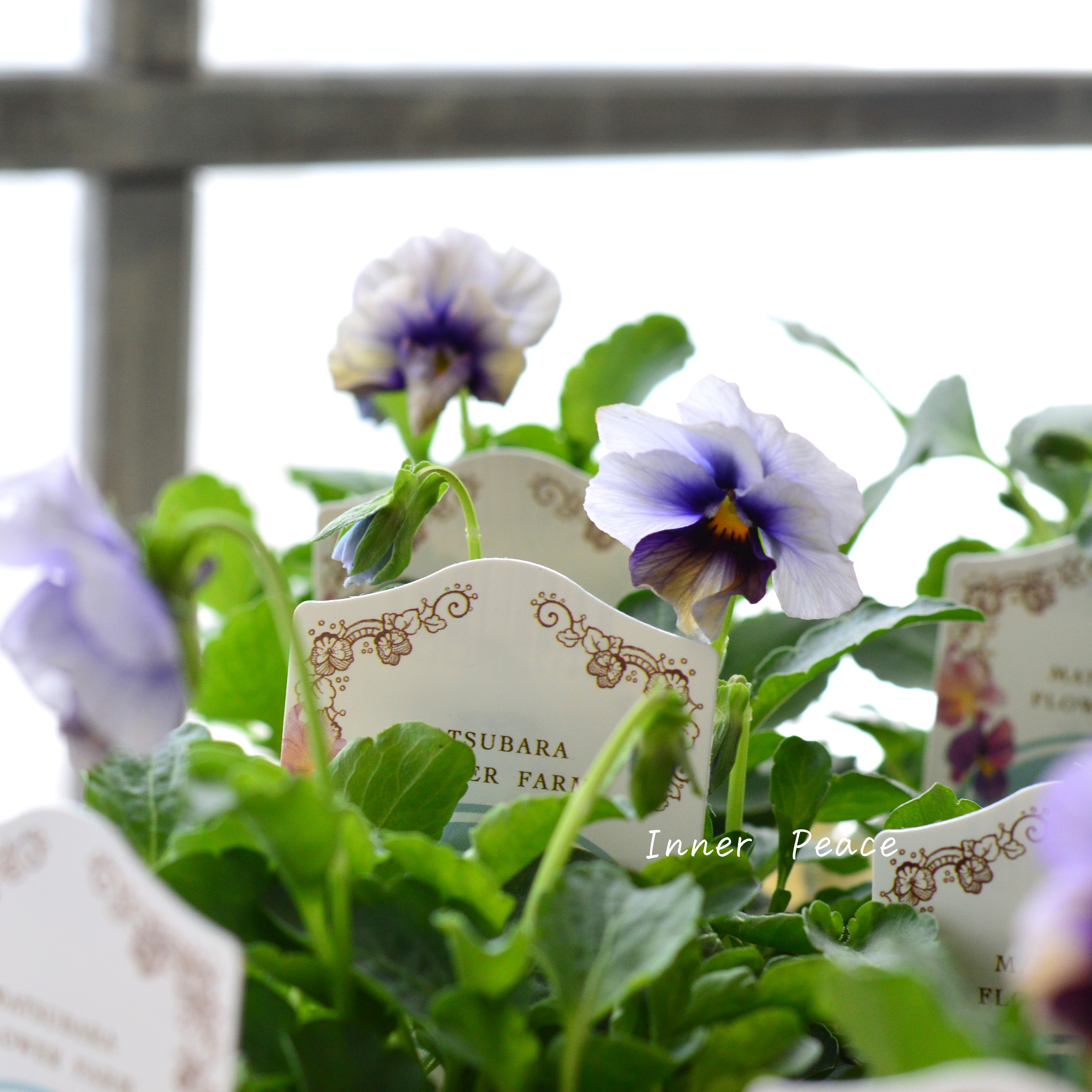 【マツバラフラワーファームさん】 ビオラ 『エマーブル・ムーンライト』 3寸ロングPOT