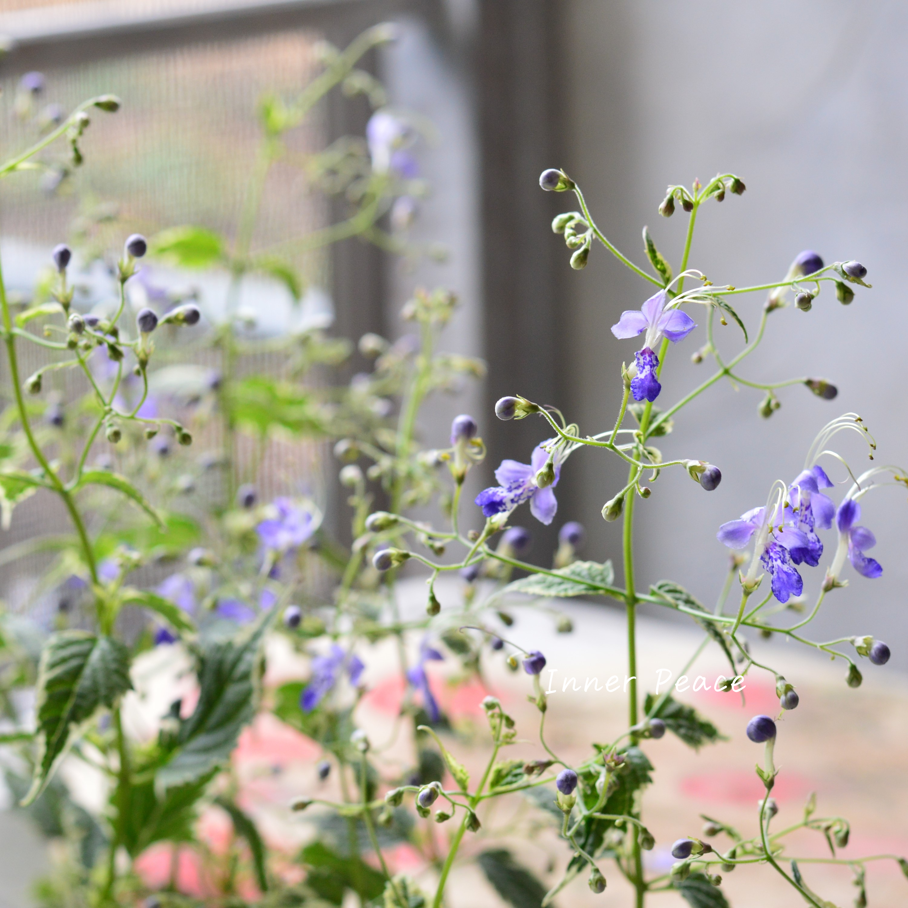 【斑入り】 カリオプテリス 『スノーフェアリー』(カリガネソウ) 3.5寸POT