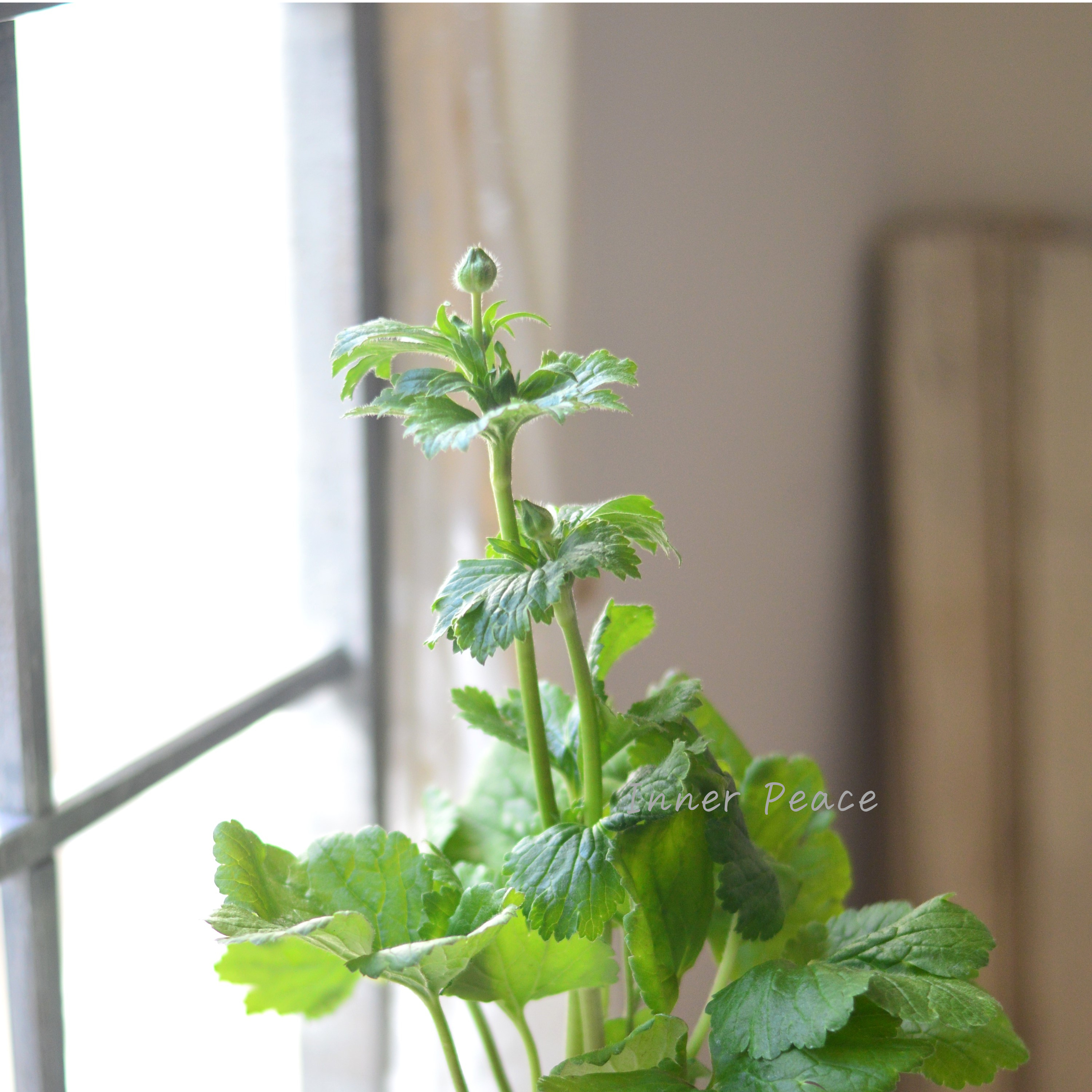 【美しい】 ラナンキュラス・ラックス 『ヘラ』 3.5寸POT