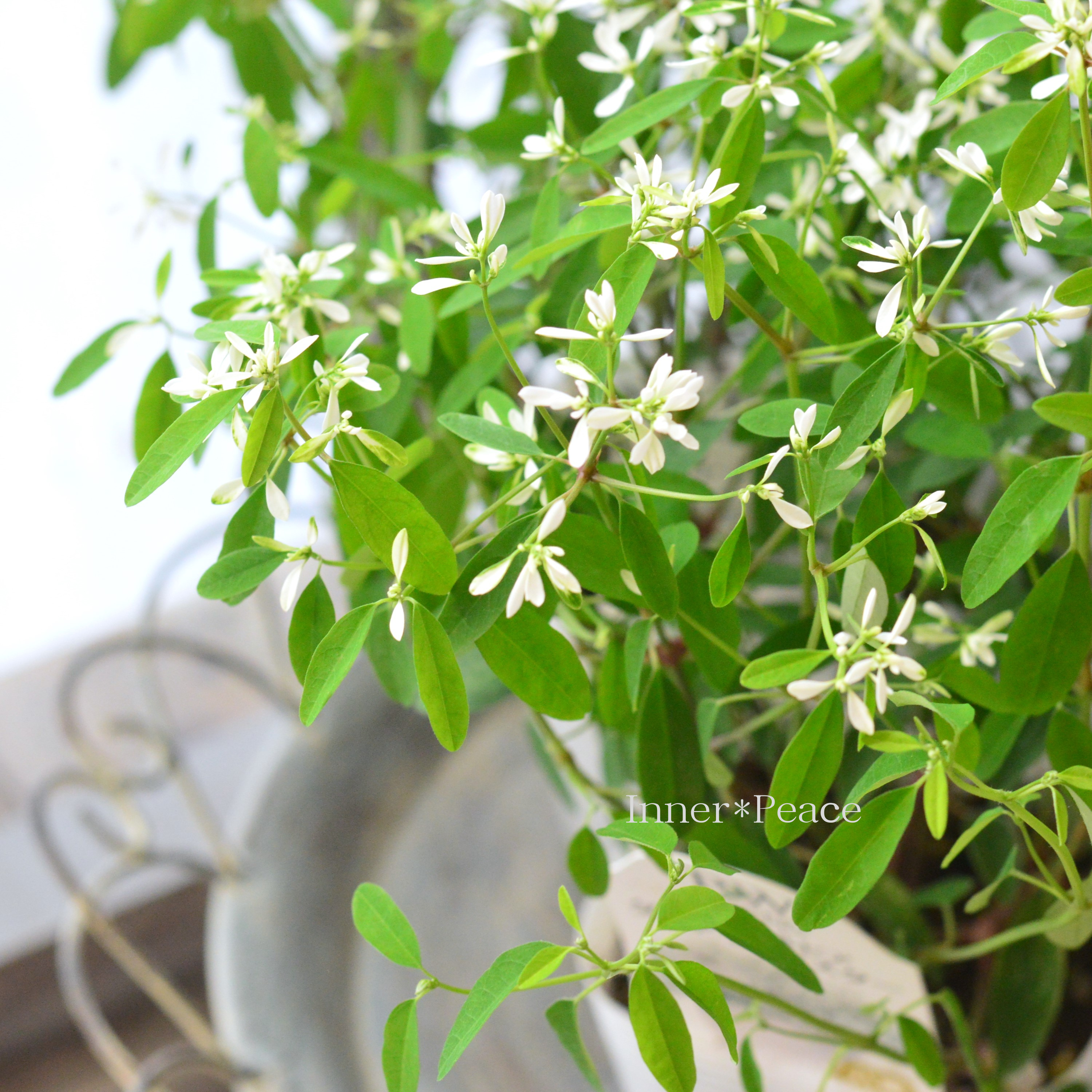 【八重咲き】 ユーフォルビア 『ダイアモンドスター』 2.5寸~3.5寸POT