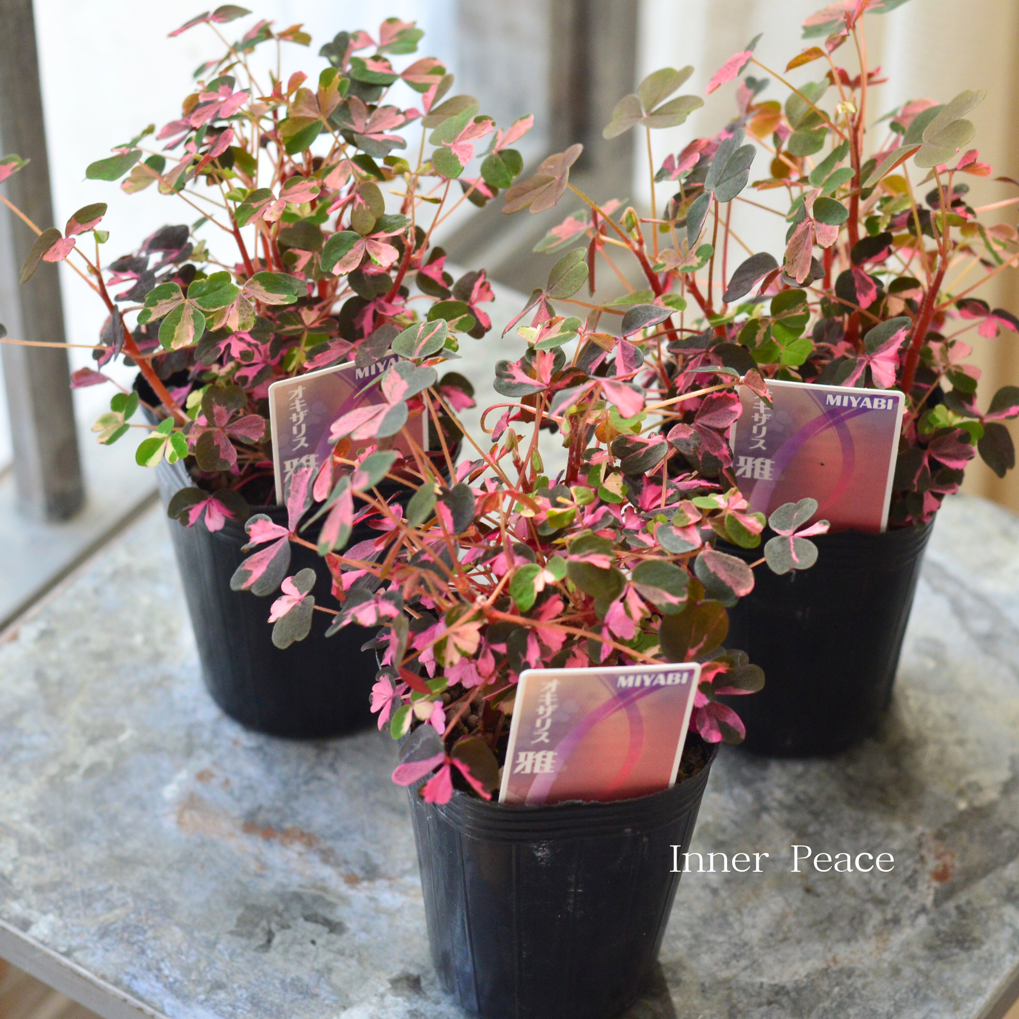 【美しい】 オキザリス 『雅~みやび~』 2.5寸ロングPOT