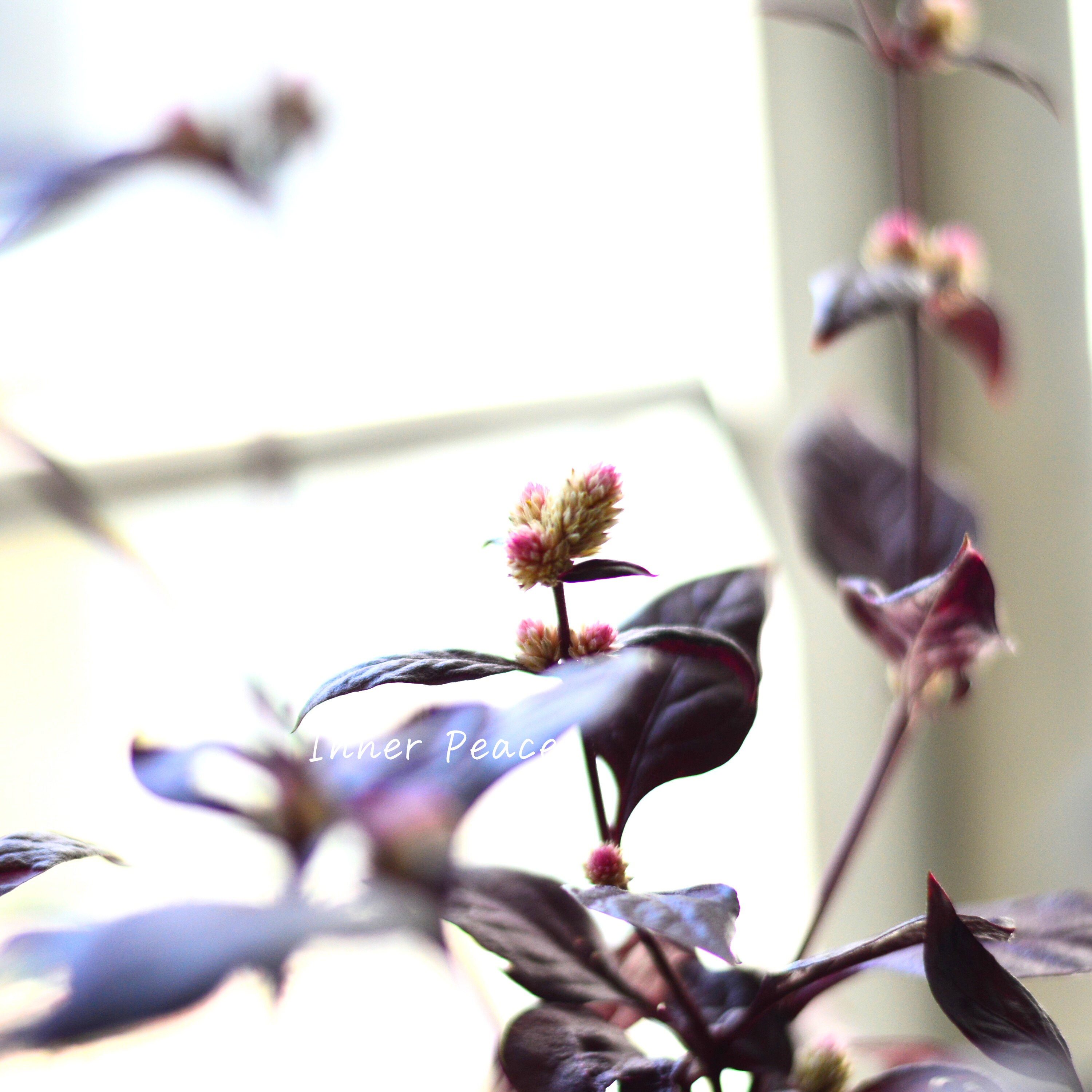 【2本植え!】 アルテルナンテラ 『オーヴォホショ』 3.5寸POT