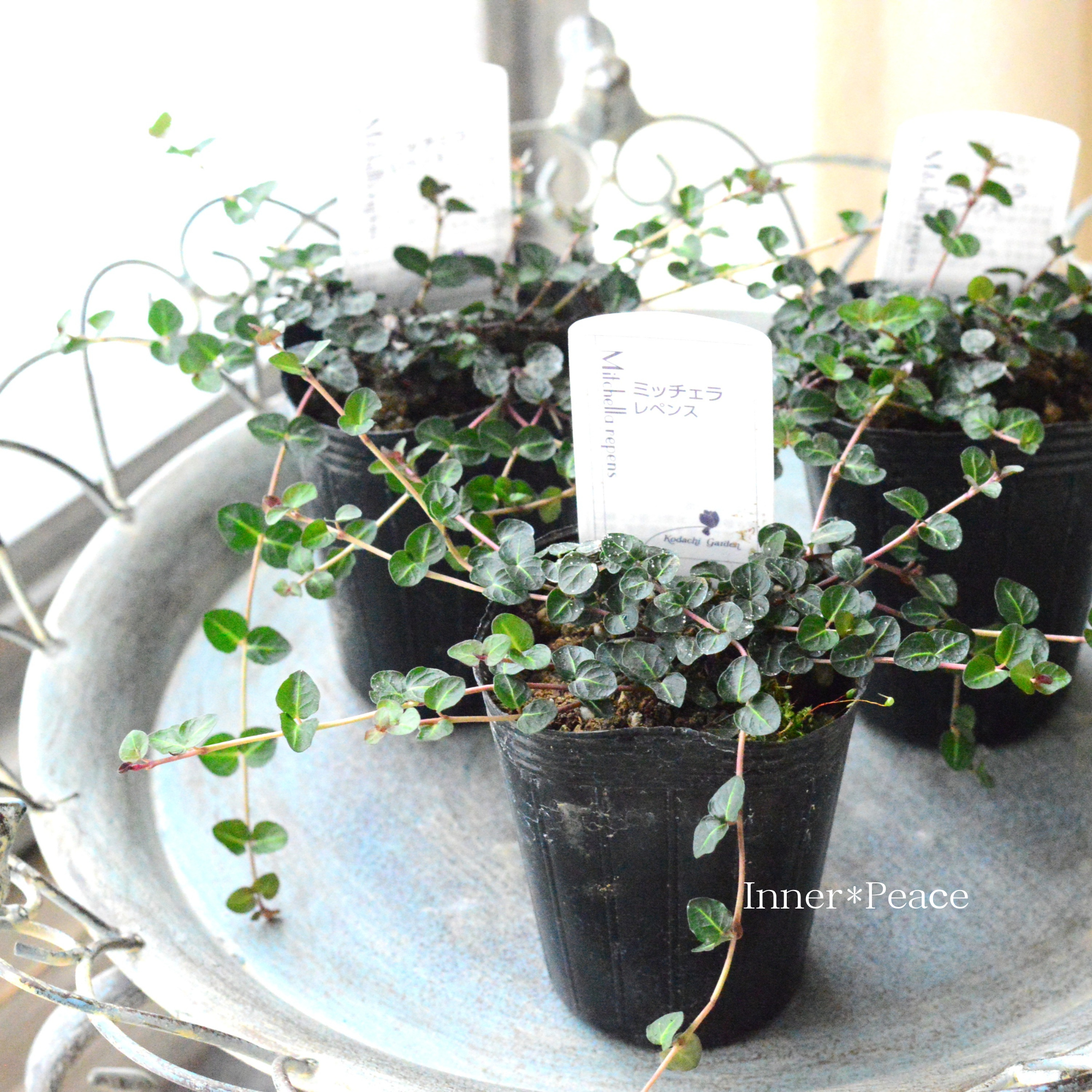 【寄せ植えに】 ミッチェラ 『レペンス』 2.5寸ロングPOT
