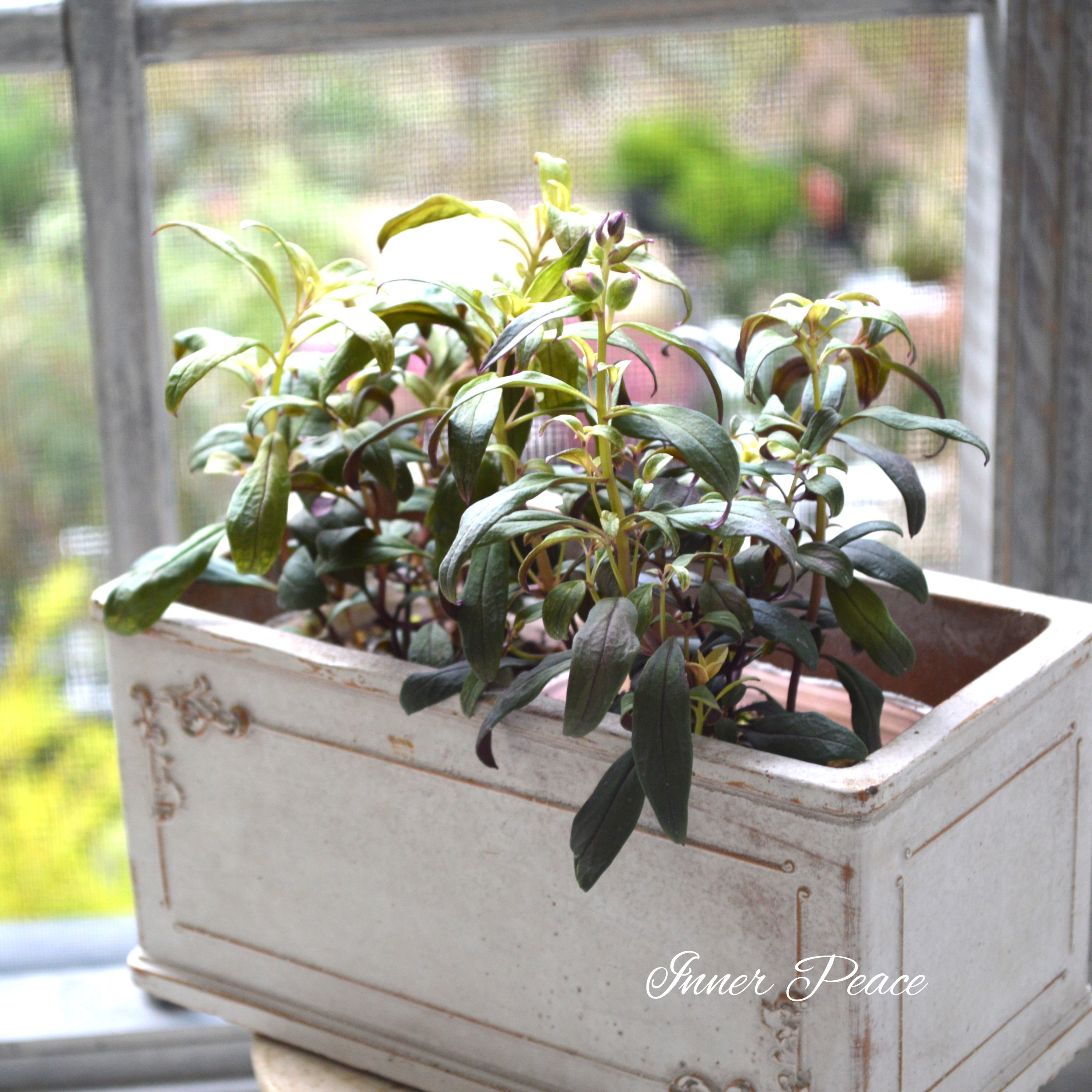 【カラーリーフ】 キンギョソウ ブランルージュ・ムーン 3寸POT