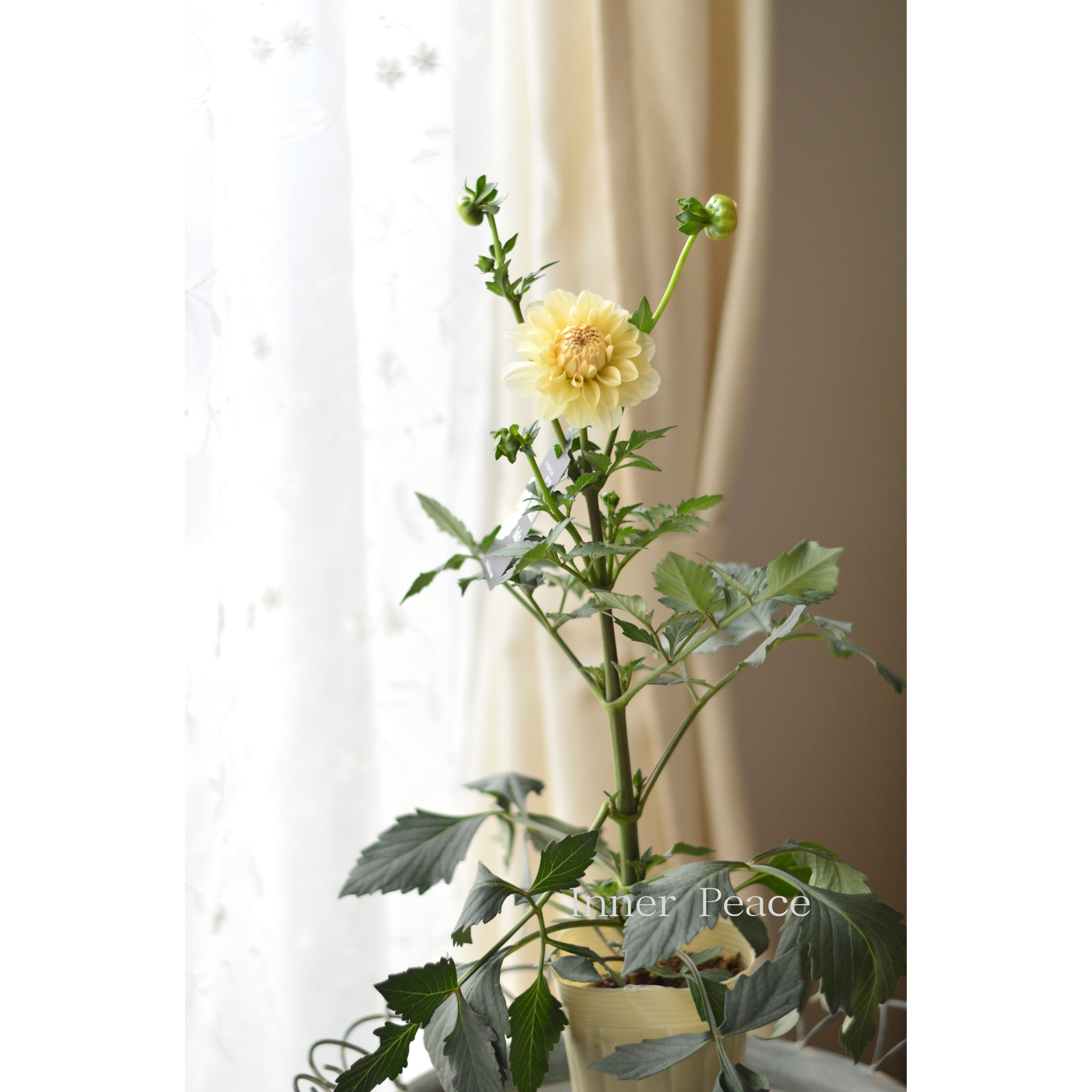 【美しい】ダリア 『ルル・クリームホワイト系』 3.5寸ロングPOT