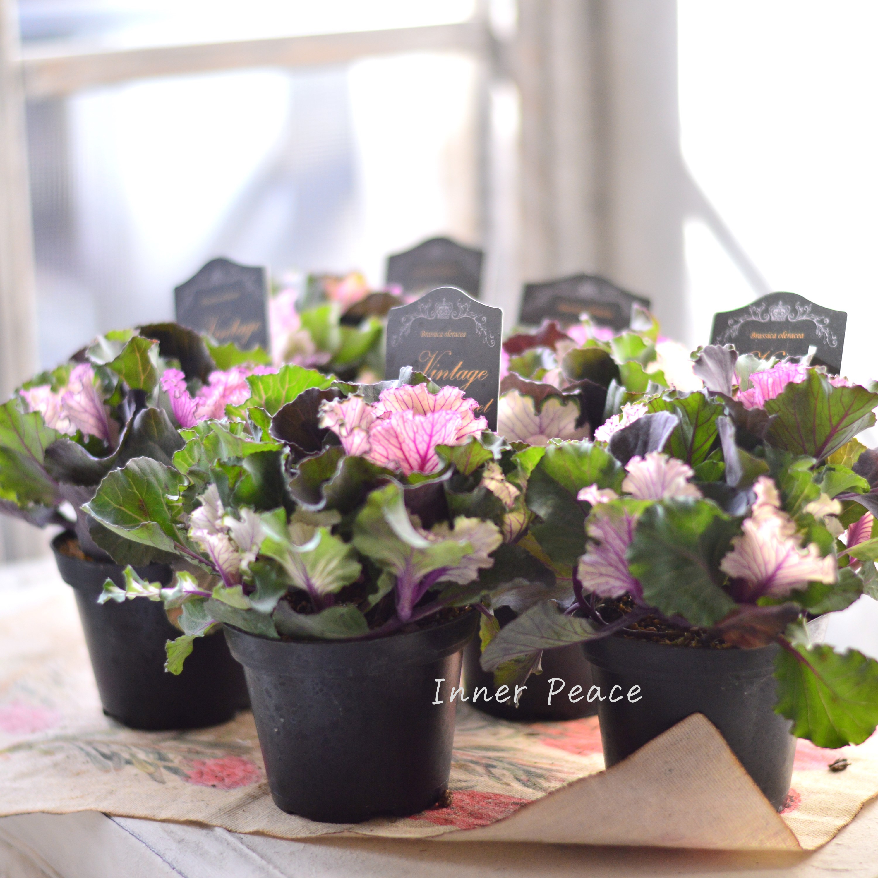 【kーplantsさん】 葉牡丹 『ヴィンテージブーケ・フリル』 2.5寸硬質POT