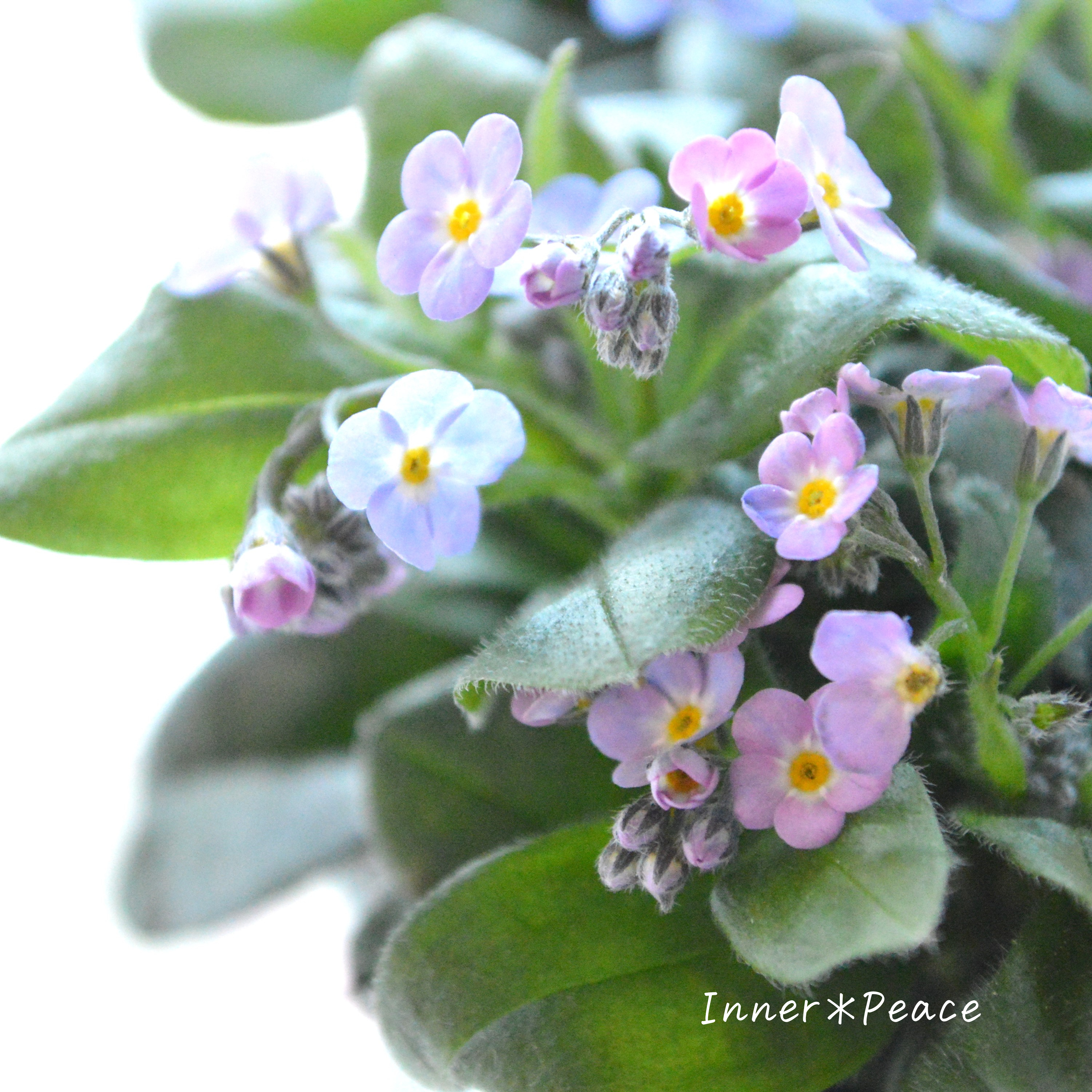 【PW】 ミオソティス 『ミオマルク』 3.5寸POT