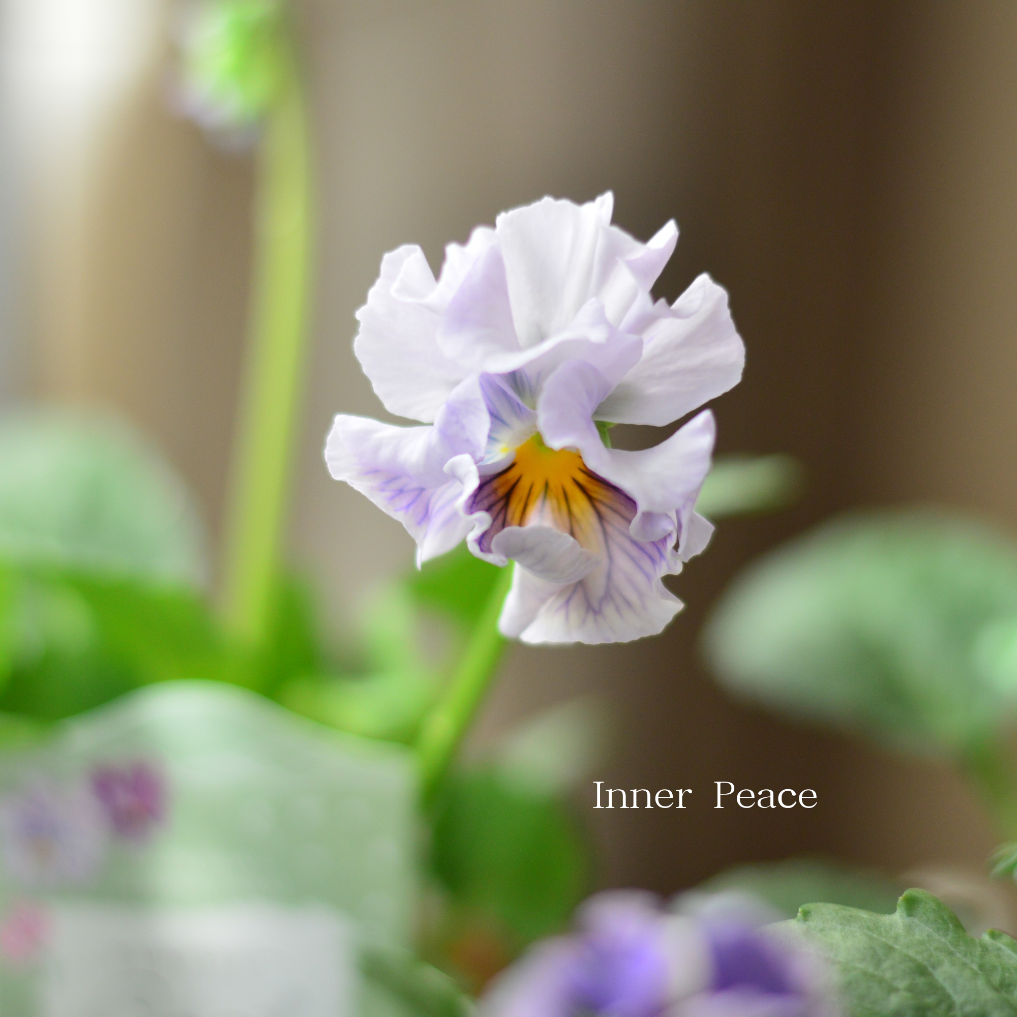 【素敵】 パンジー 『コライユ・ステムロング ブルー・パープル系』 3寸ロングPOT