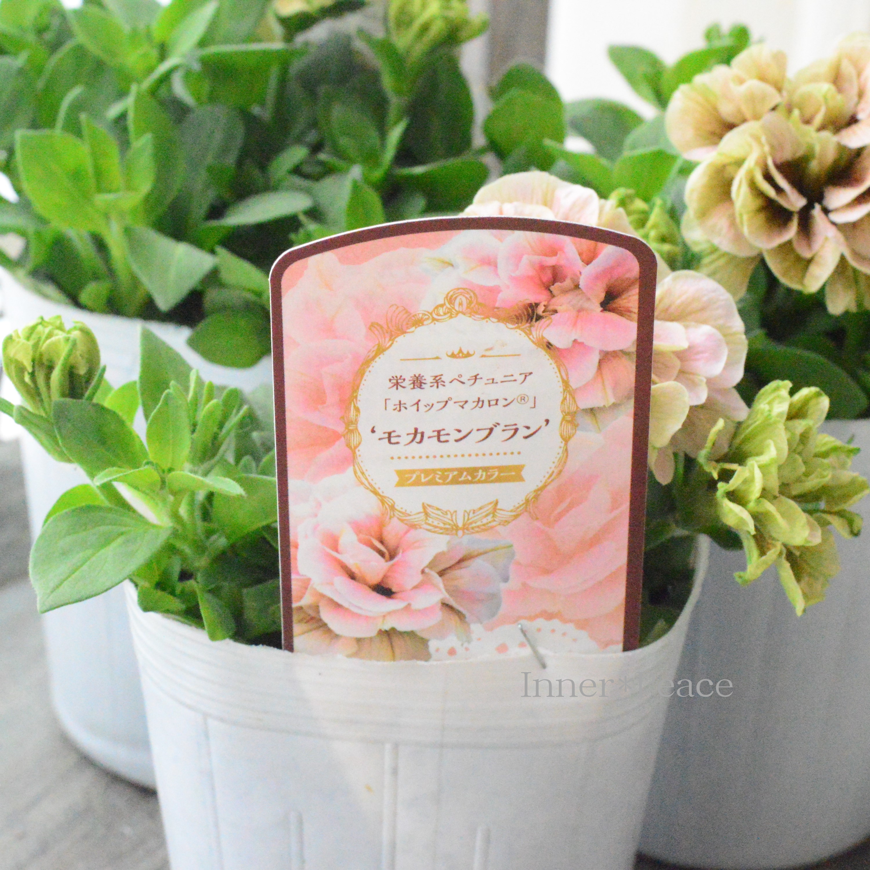 【花日和さんオリジナル】 ペチュニア 『ホイップマカロン・モカモンブラン』 3寸ロングPOT