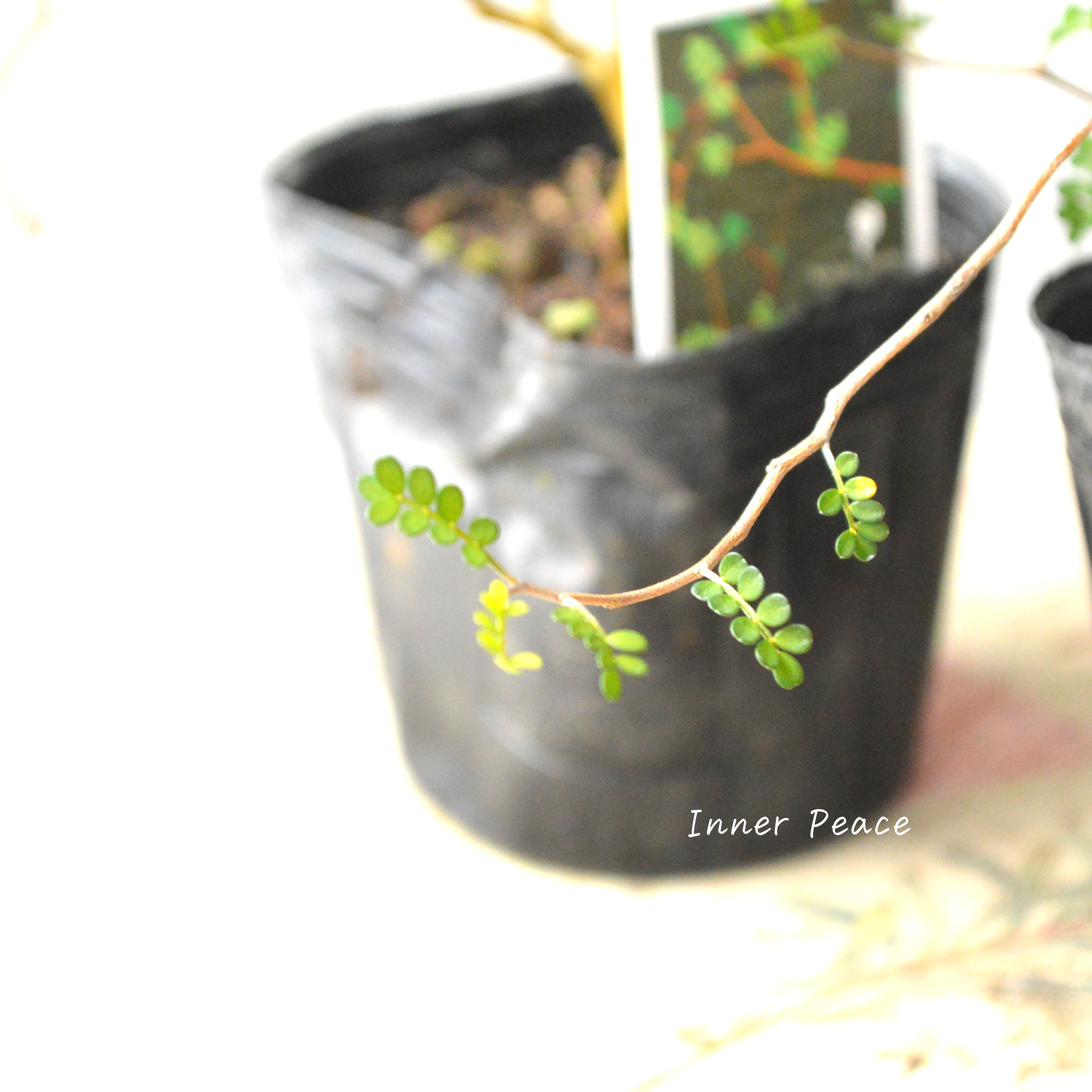 【メルヘンの木】 ソフォラ 『リトルベイビー』 3寸POT