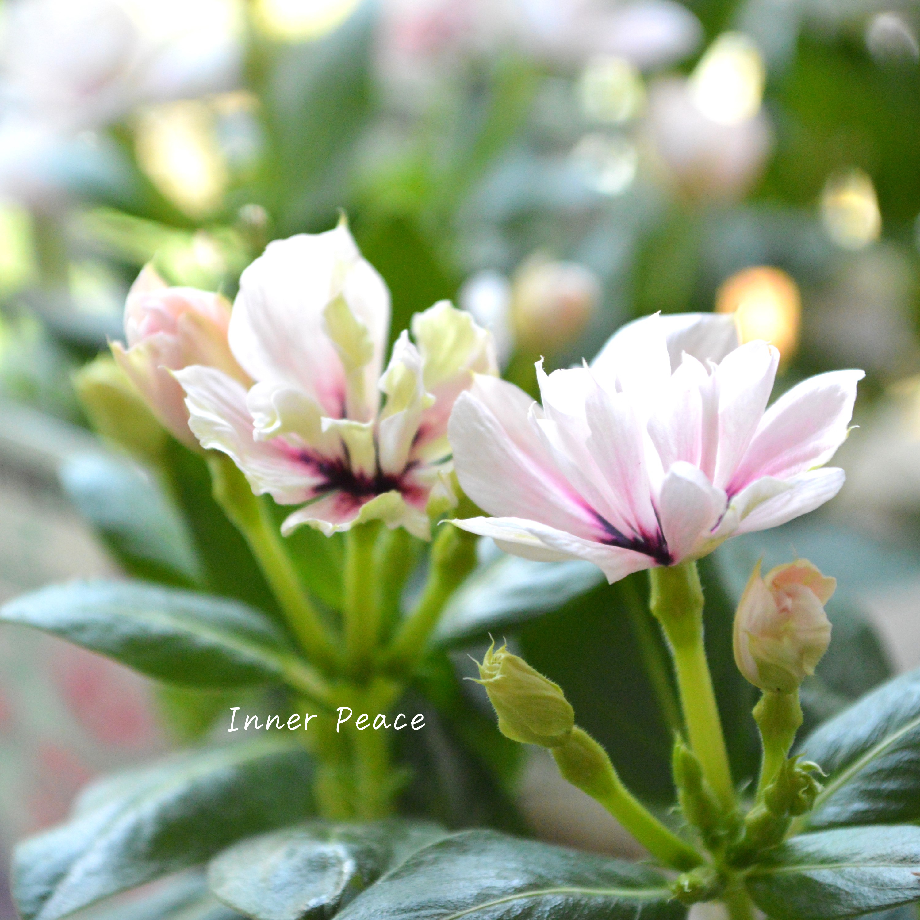 【北島園芸さん】 ニチニチソウ(八重咲き) 『ミラシリーズ・モネ』 3.5寸POT