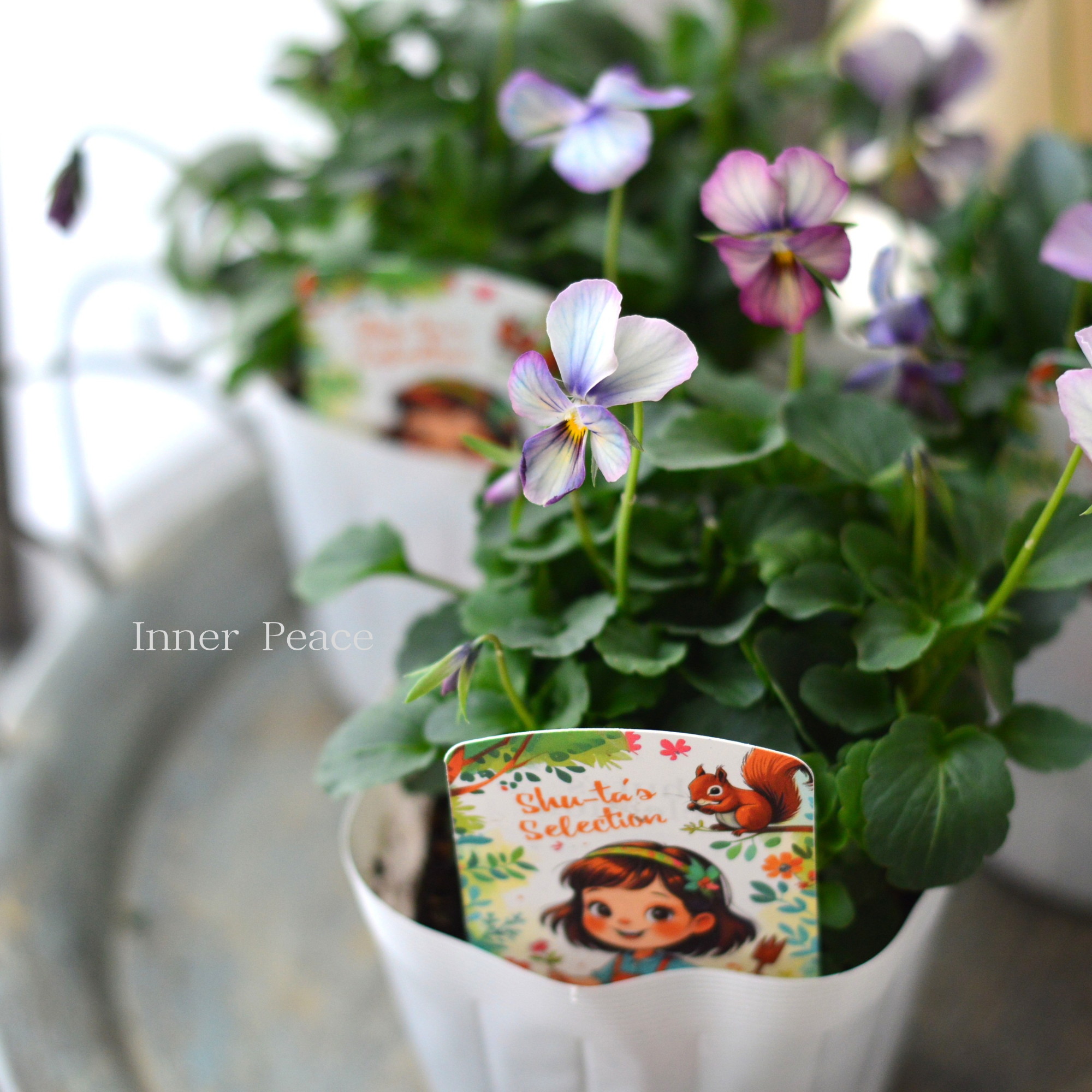 【希少】 おひとり様1苗限定 ビオラ 『パルプンテ』 3.5寸POT