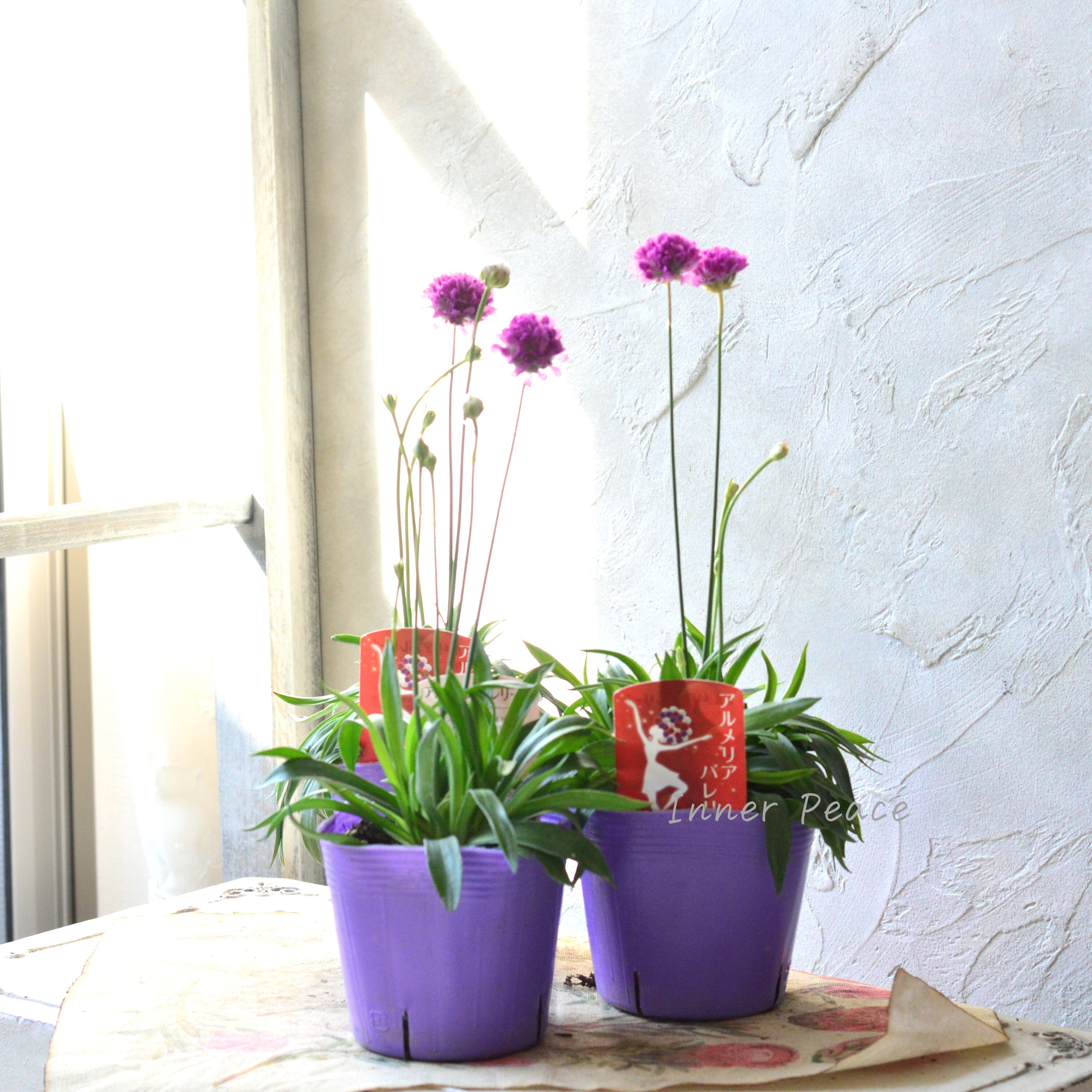 【かわいい】 アルメリア 『バレリーナ・ピンク』 3寸ロングPOT