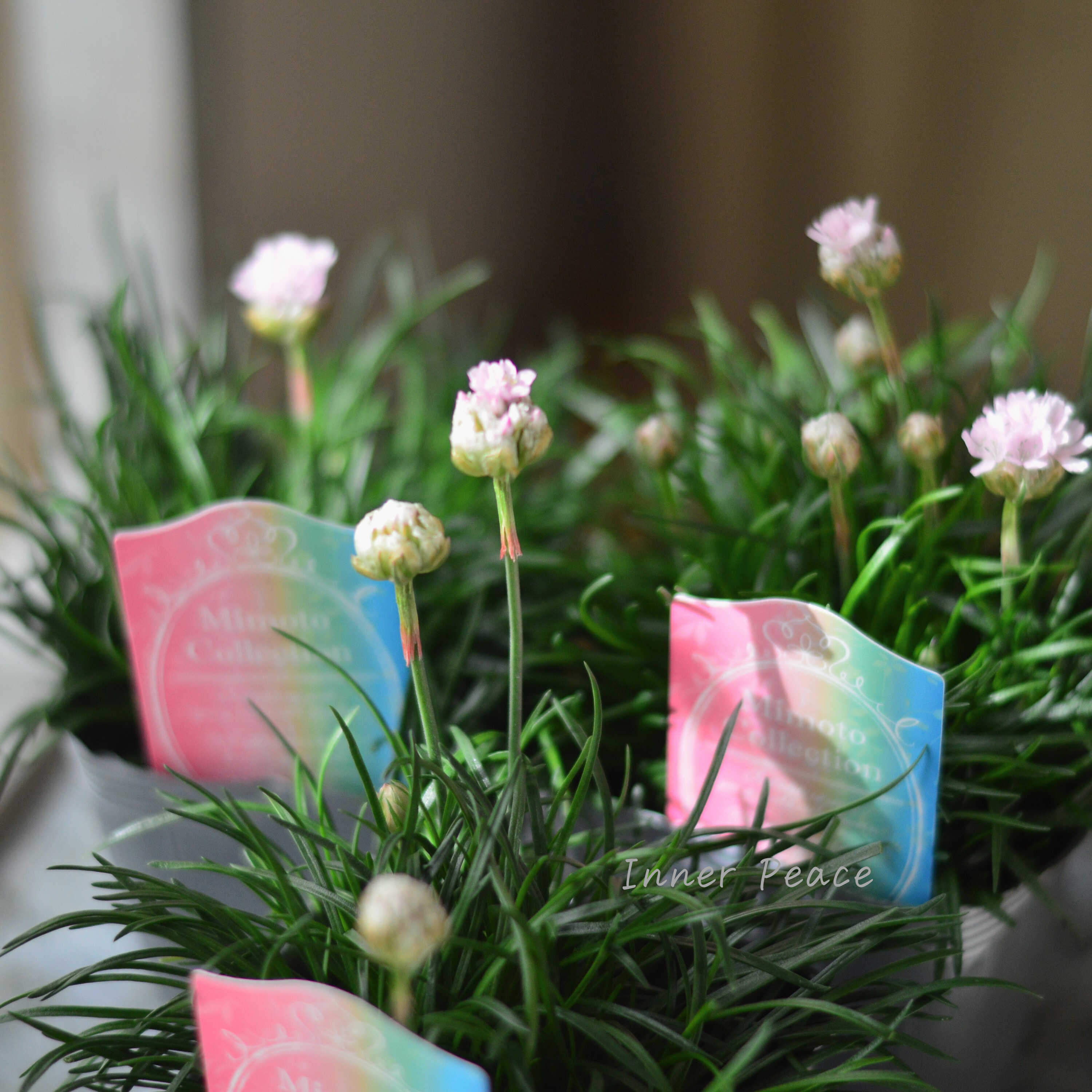 【見元園芸さん】 アルメリア 『アルマダ・ピンク』 3寸POT