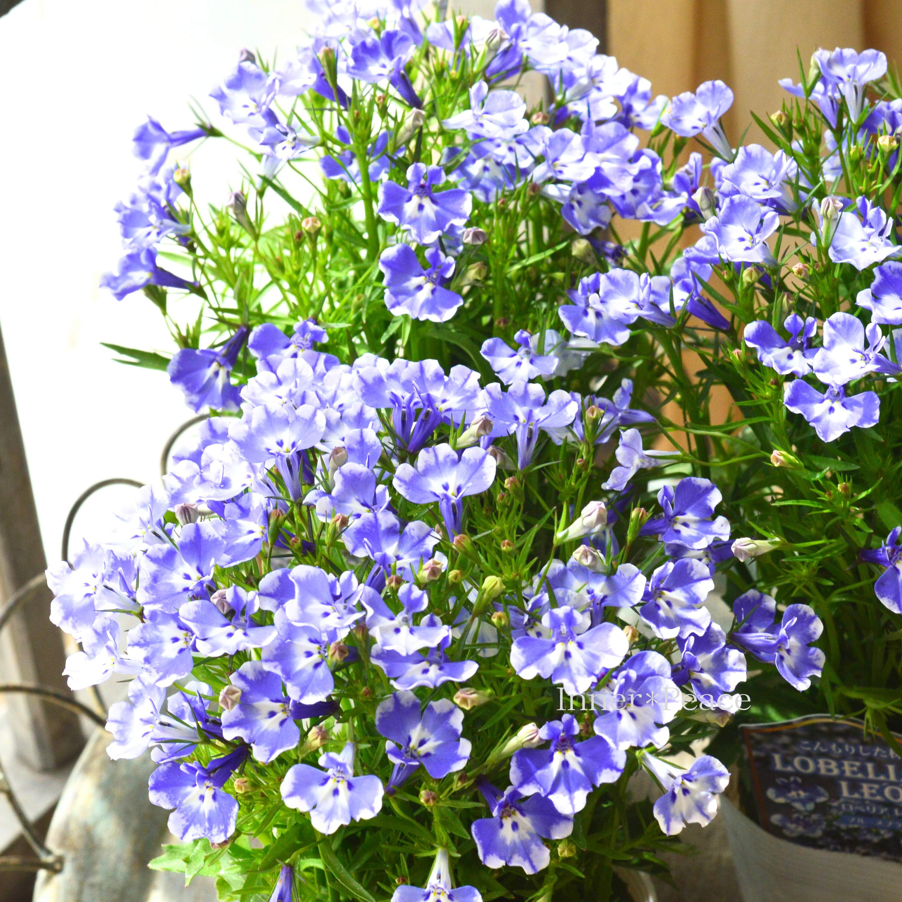 【栄養系】 ロベリア 『レオン・ブルースプラッシュ』 3寸~3.5寸POT