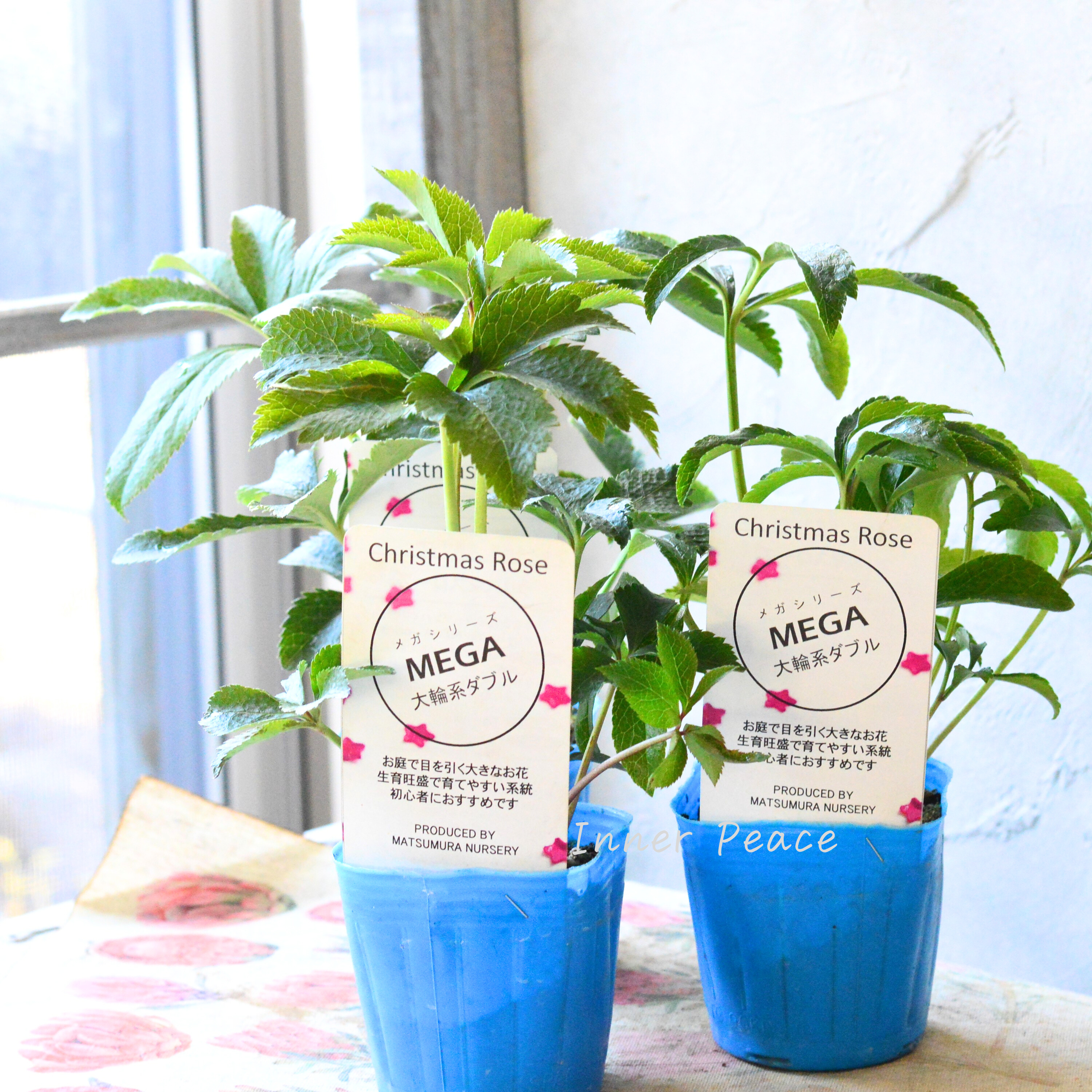 【大輪】 松村ナーセリーさんのクリスマスローズ 『メガ』 3寸POT