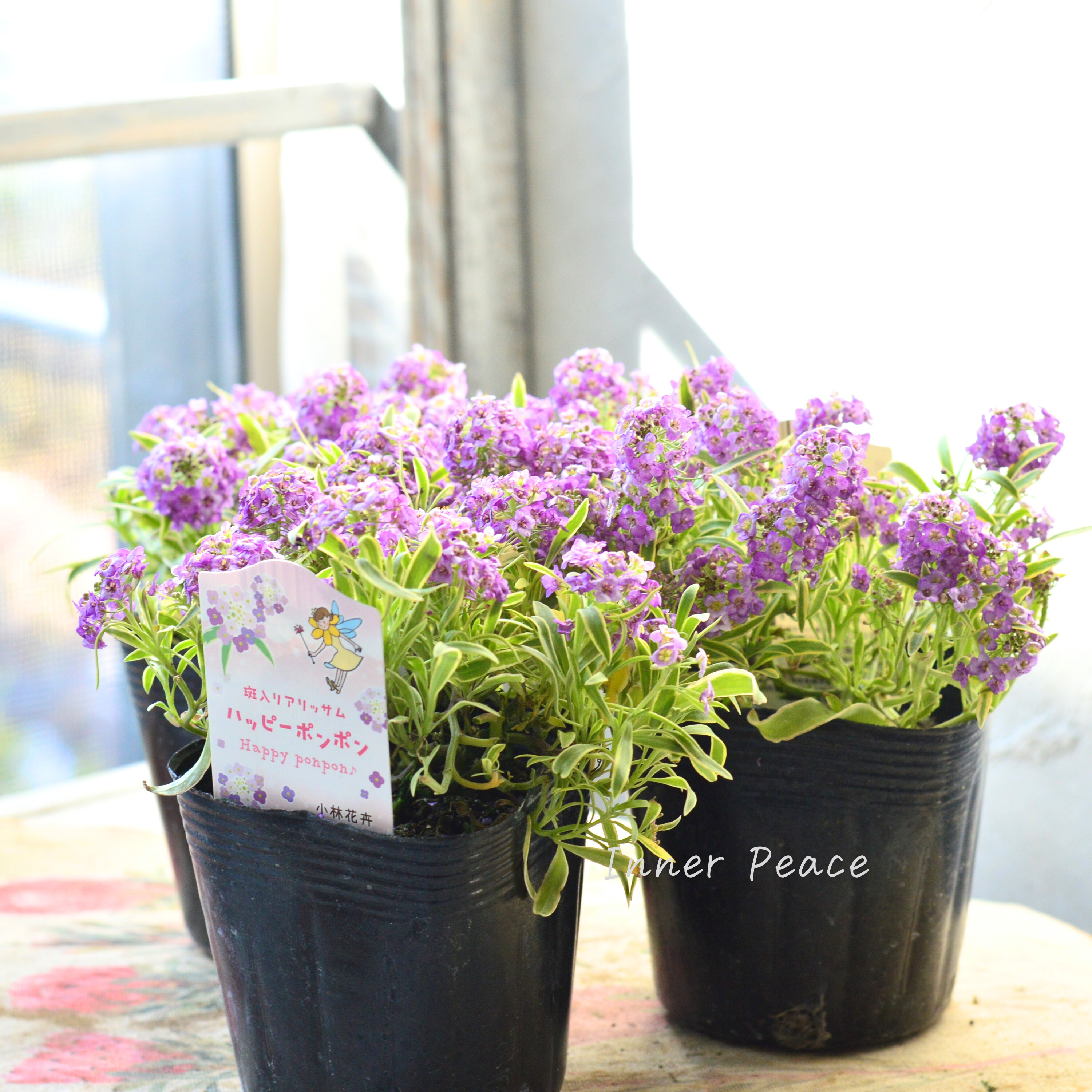 【斑入り】 アリッサム 『ハッピーポンポン』 3.5寸POT