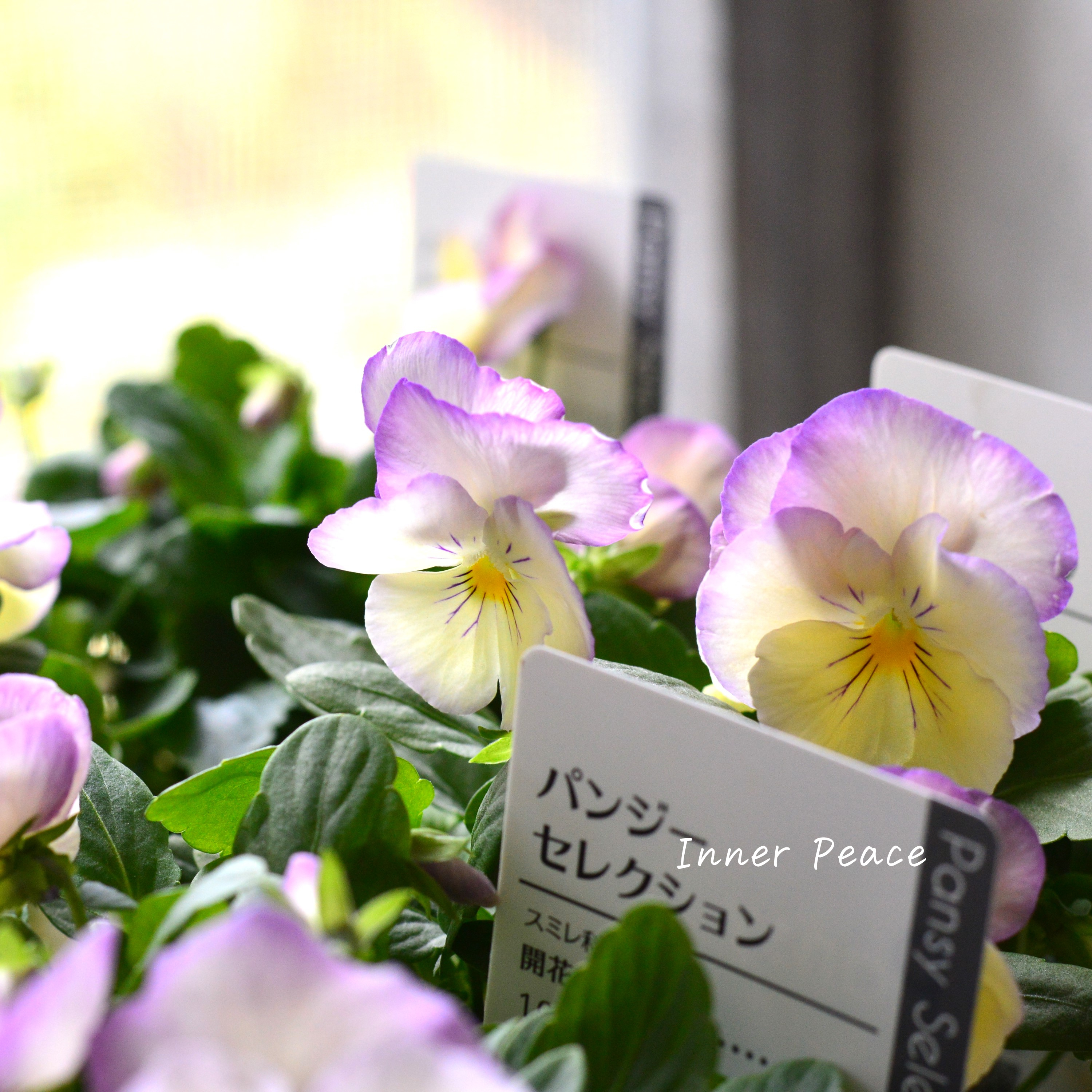 【かわいい】 パンジー 『わらく・クリームパープルピコティ』 3.5寸POT