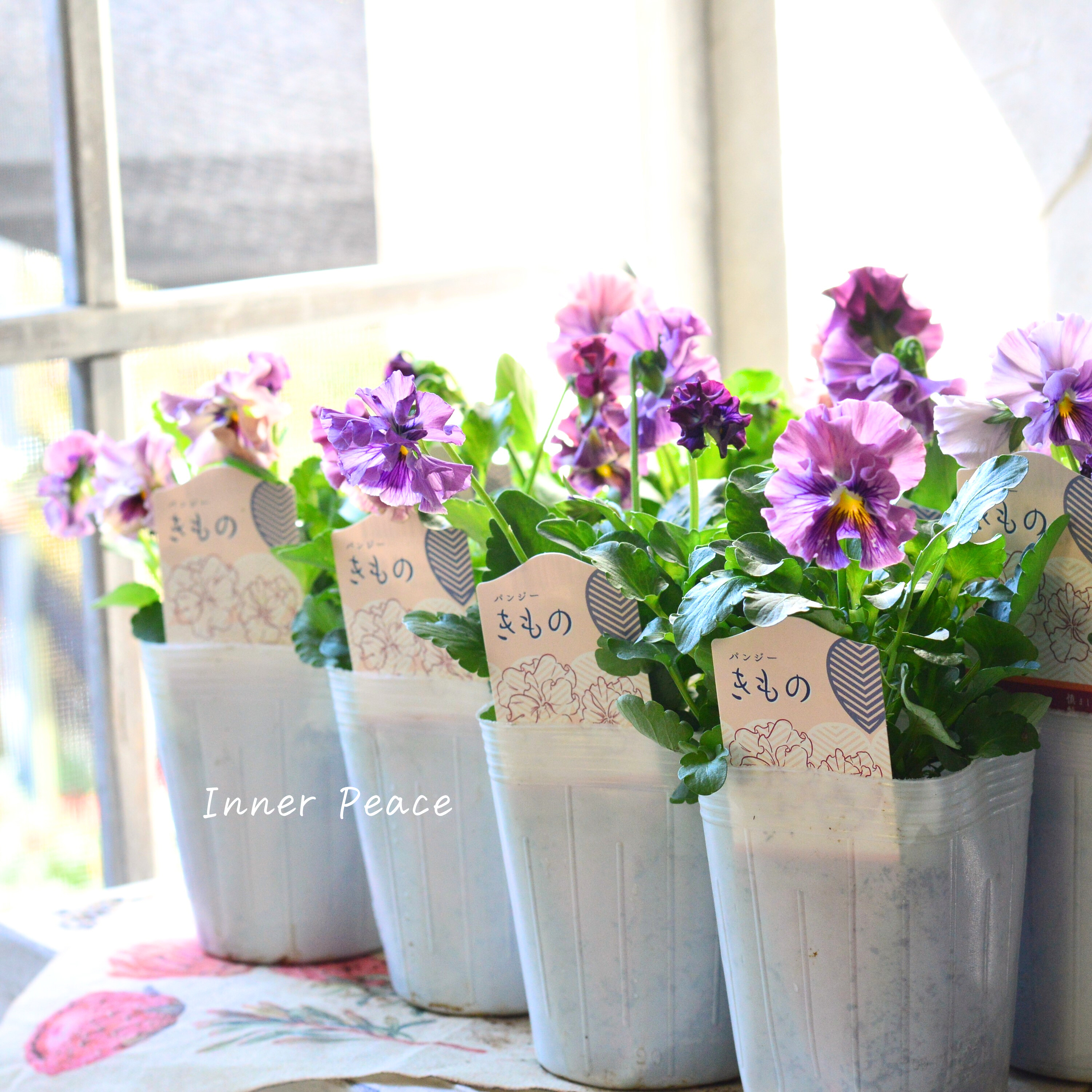 【美しい】 パンジー 『きもの』 3.5寸POT