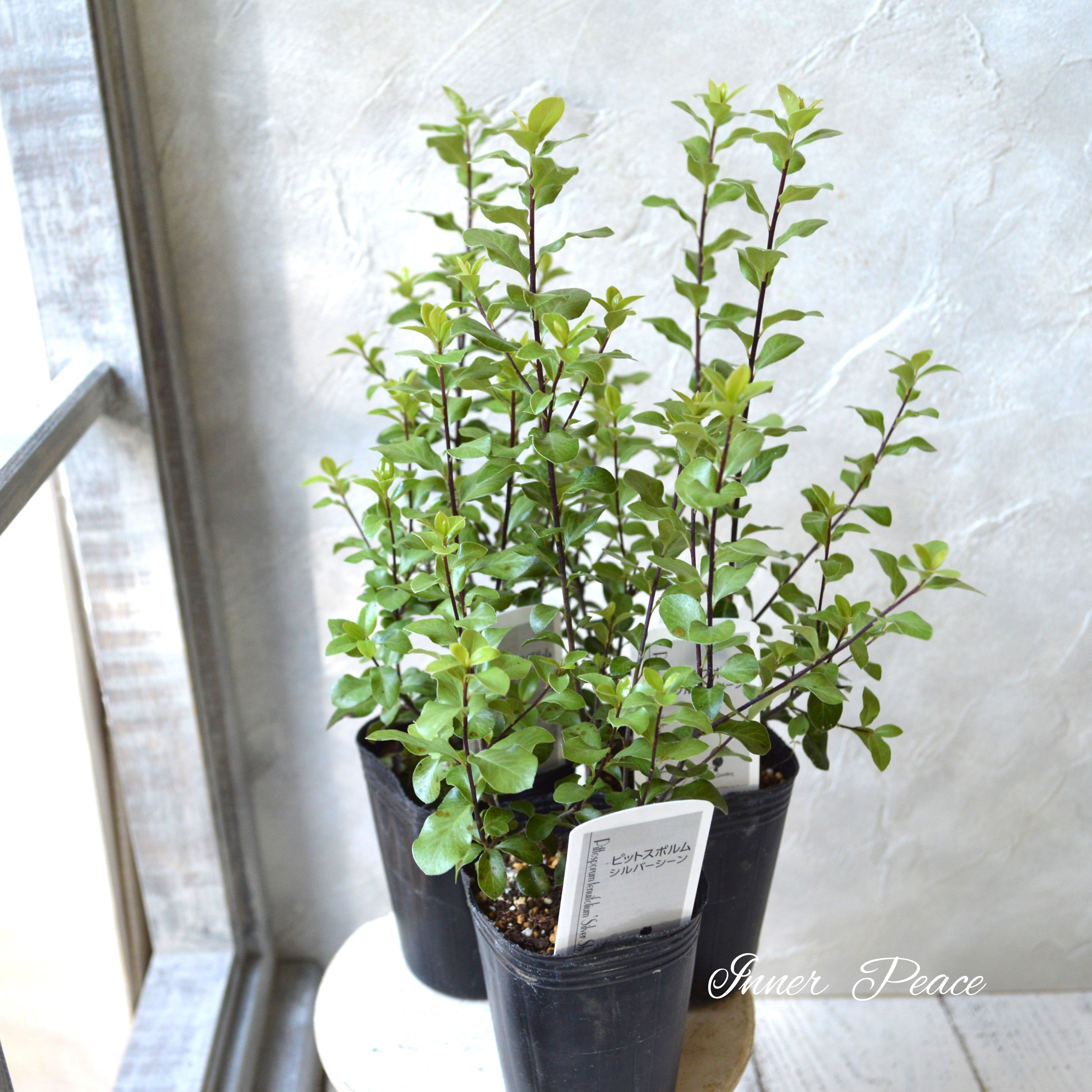 【美しい】 ピットスポルム・シルバーシーン 2.5寸POT