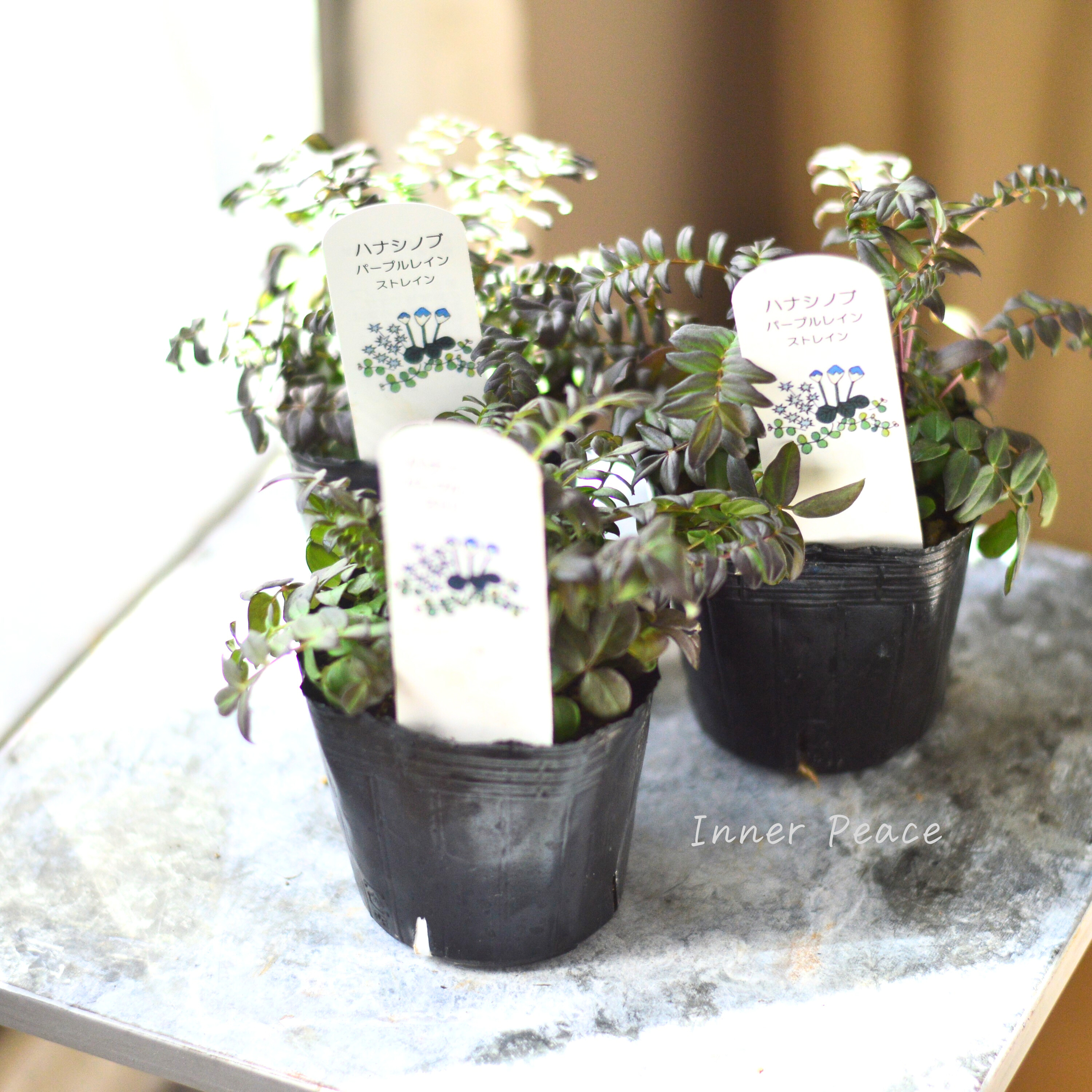 【葉色が美しい】 ハナシノブ(ポレモニウム)『パープルレイン』 3寸POT