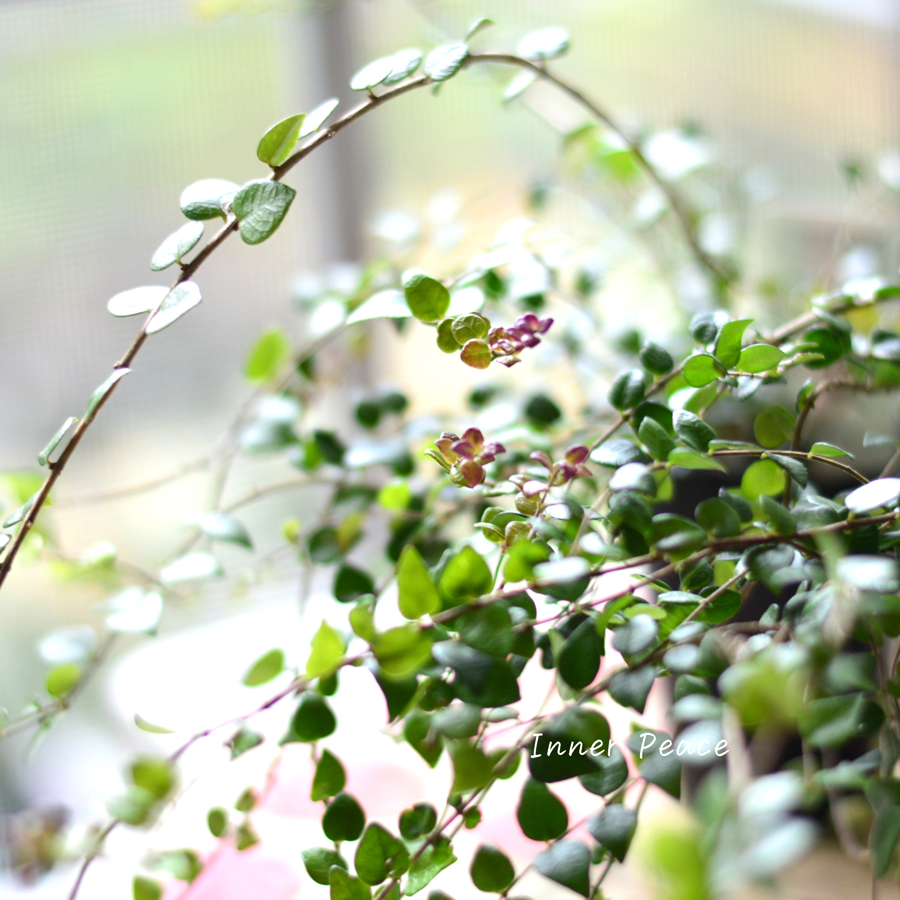 【常緑】 ロニセラ ニティダ 『レッドチップ』 3寸POT