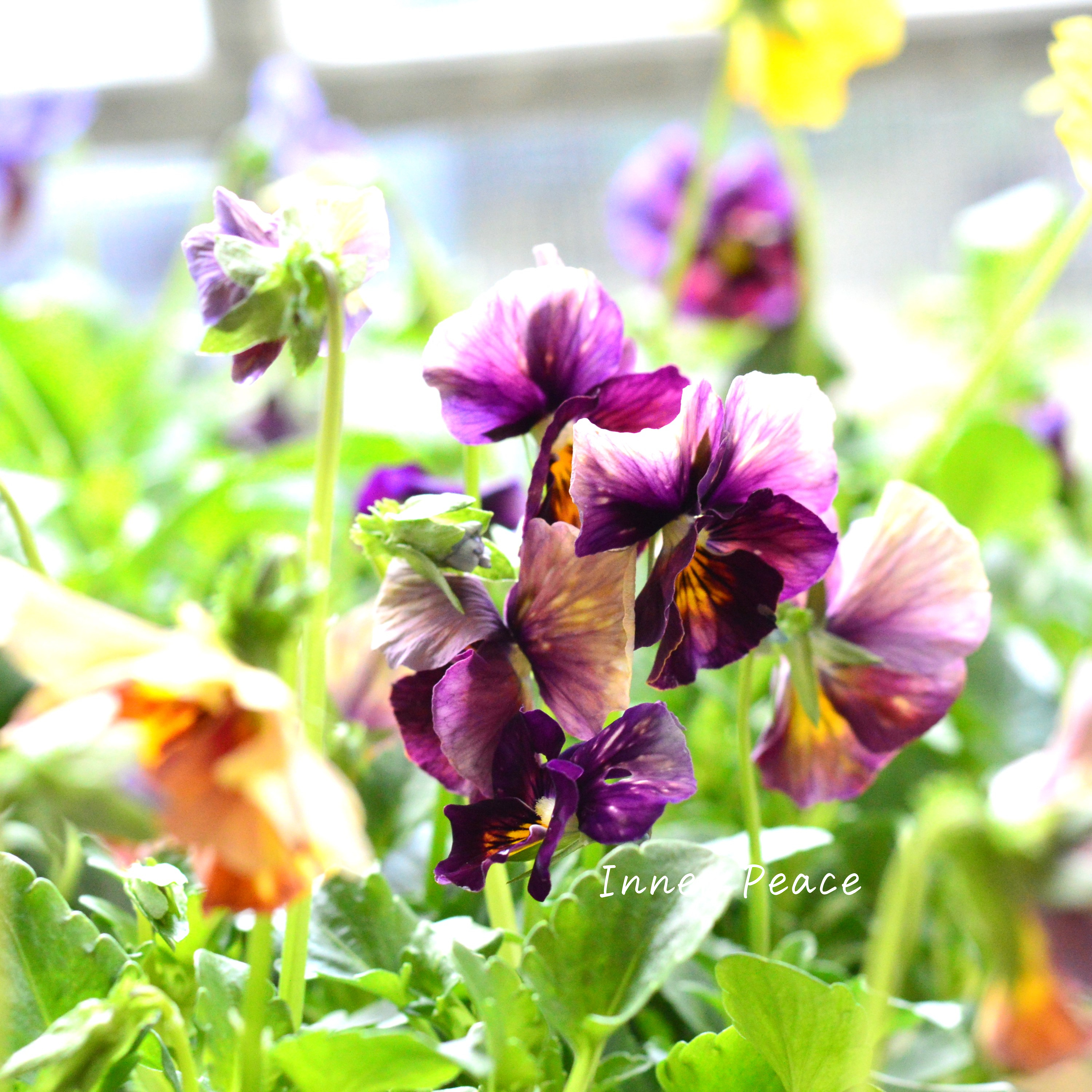 【美しい】 ビオラ 『evolve~エボルベ~・ストライプ』 3.5寸POT