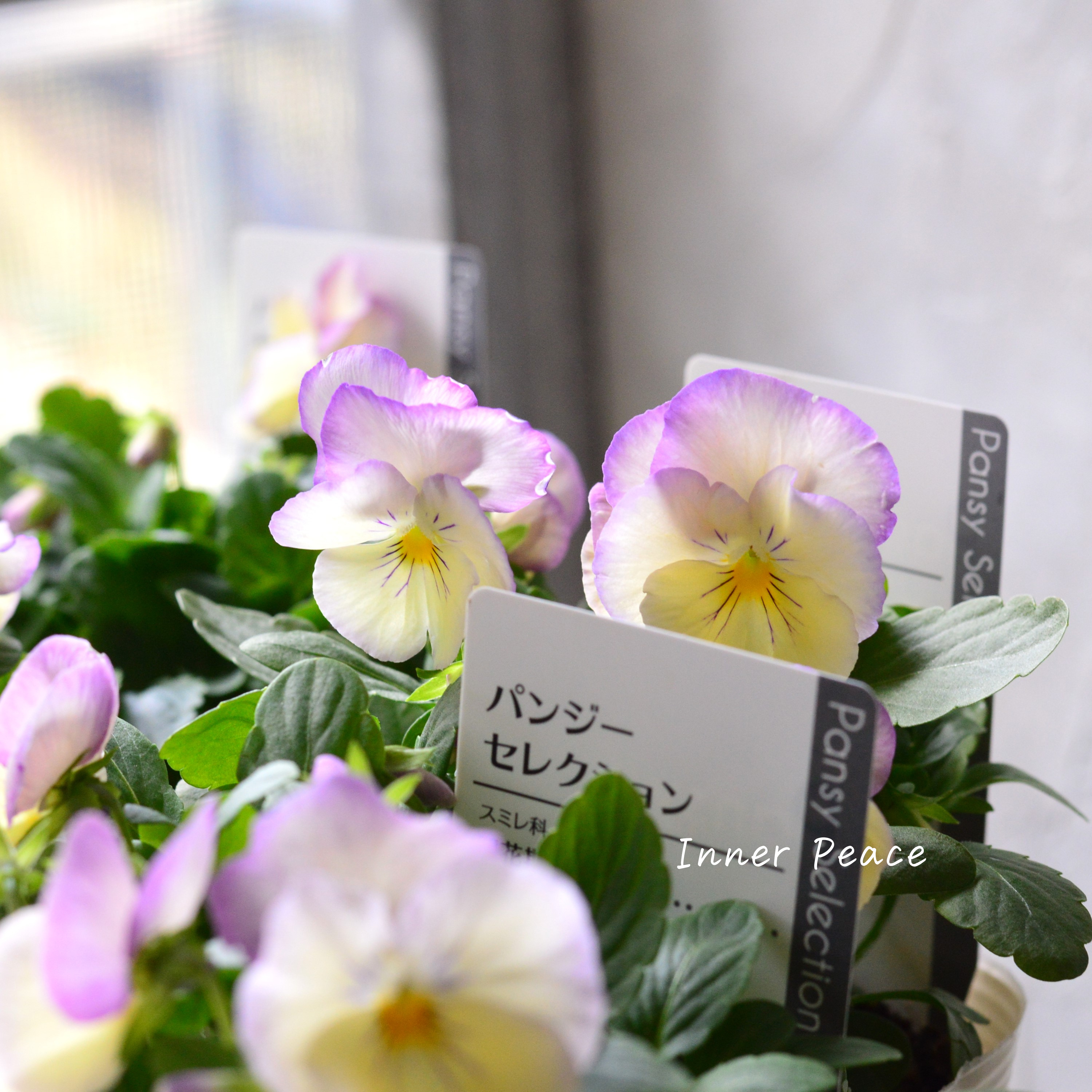 【かわいい】 パンジー 『わらく・クリームパープルピコティ』 3.5寸POT