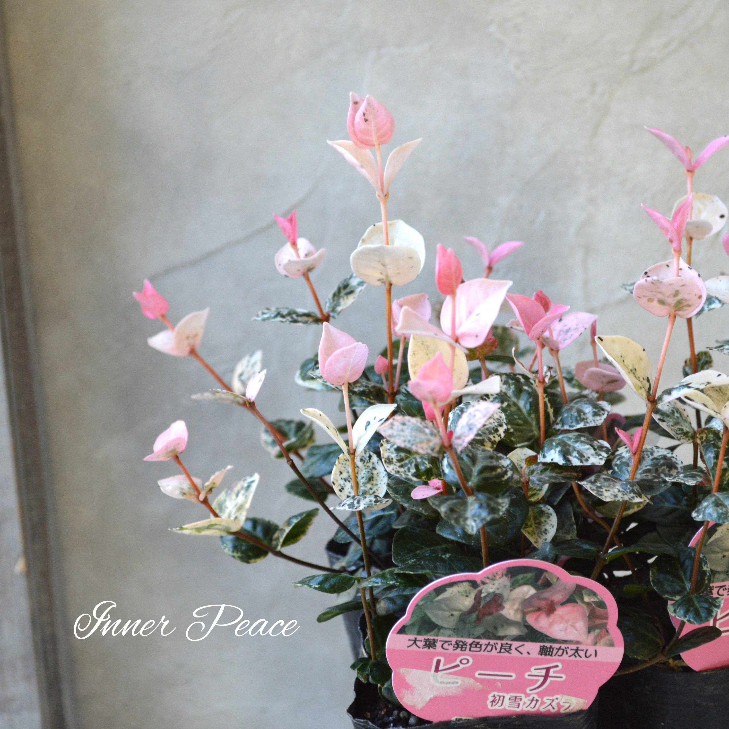 【美しいリーフ】 ハツユキカズラ『ピーチ』 3寸POT