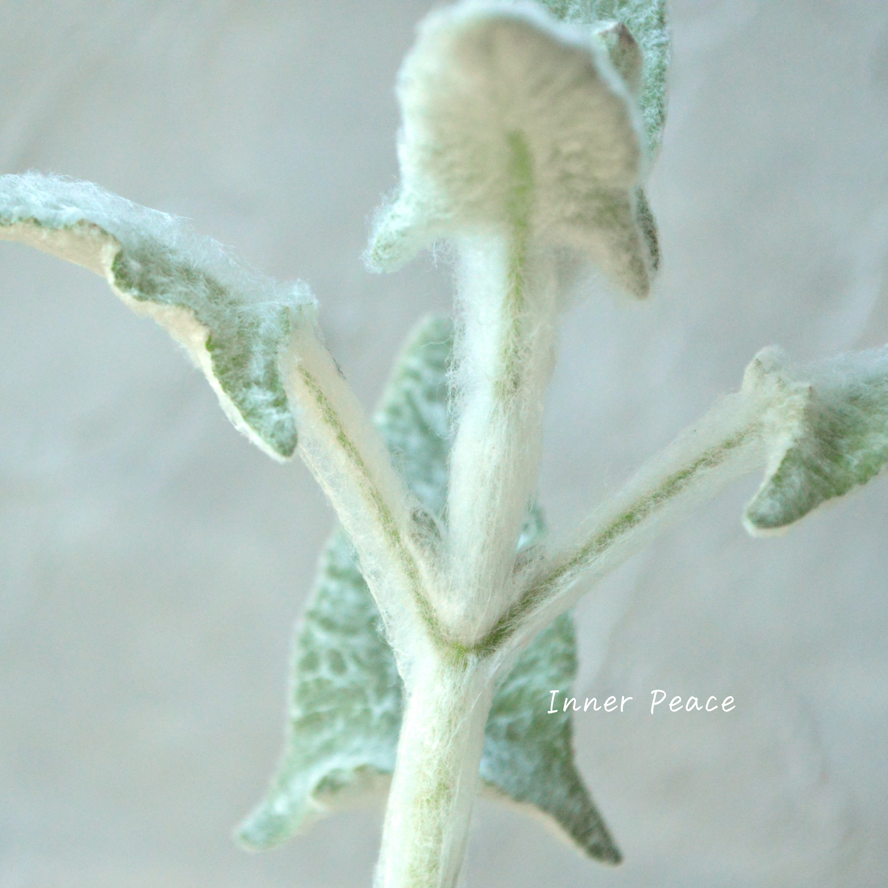 【宿根】 サルビア 『カナリエンシス・ランスロット』 3寸POT