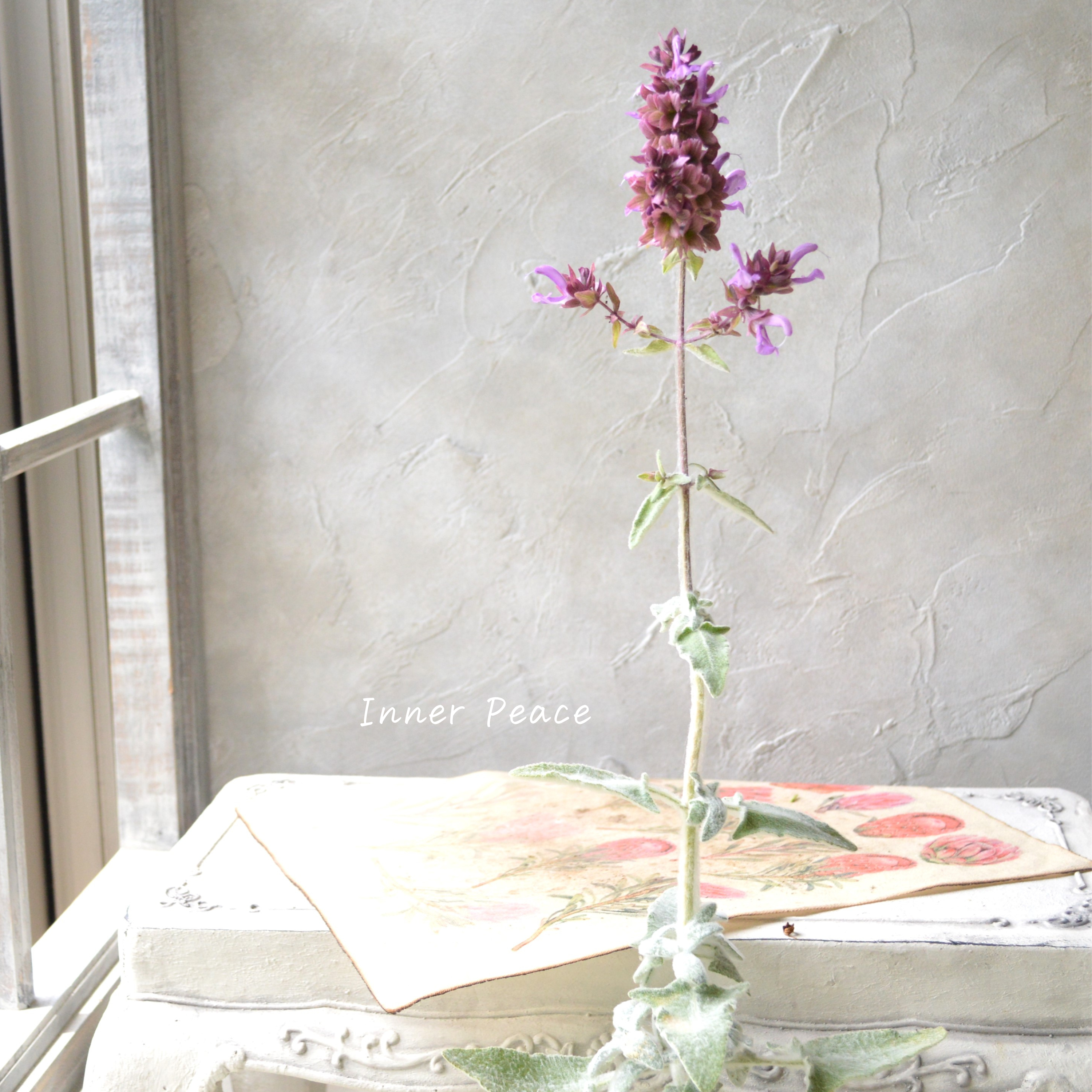 【宿根】 サルビア 『カナリエンシス・ランスロット』 3寸POT