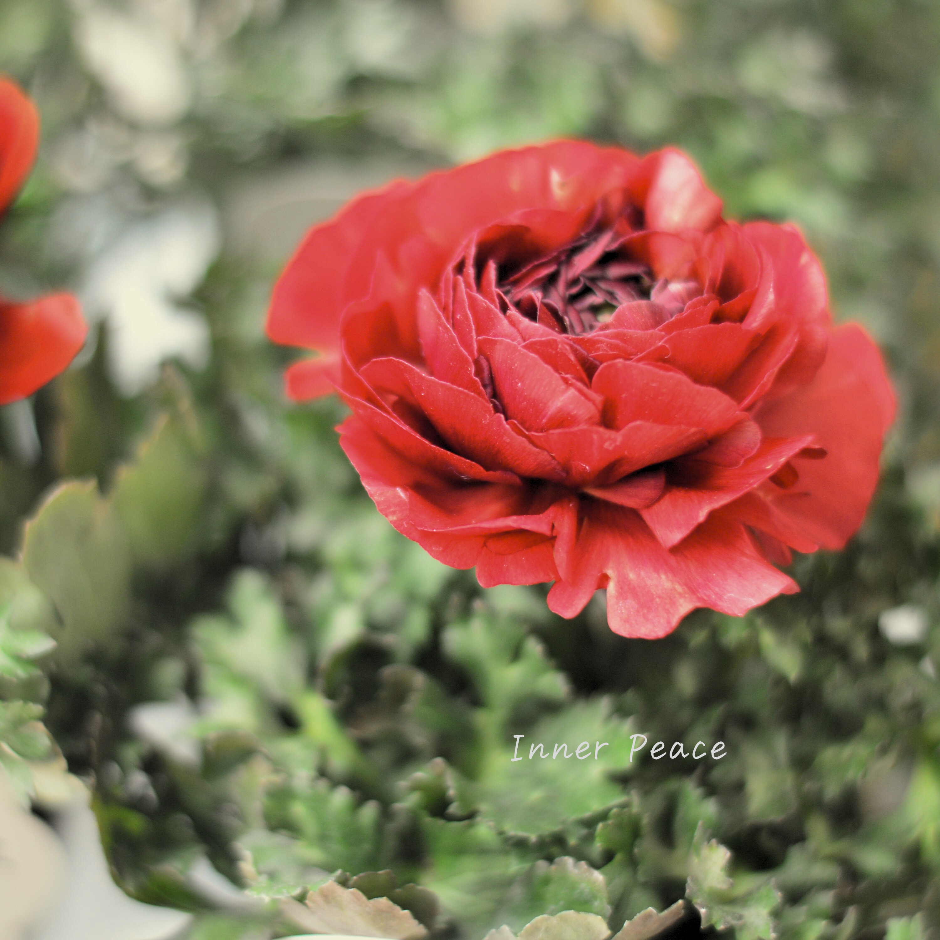 【シック】 ラナンキュラス 『チョコレート』 3.5寸ロングPOT