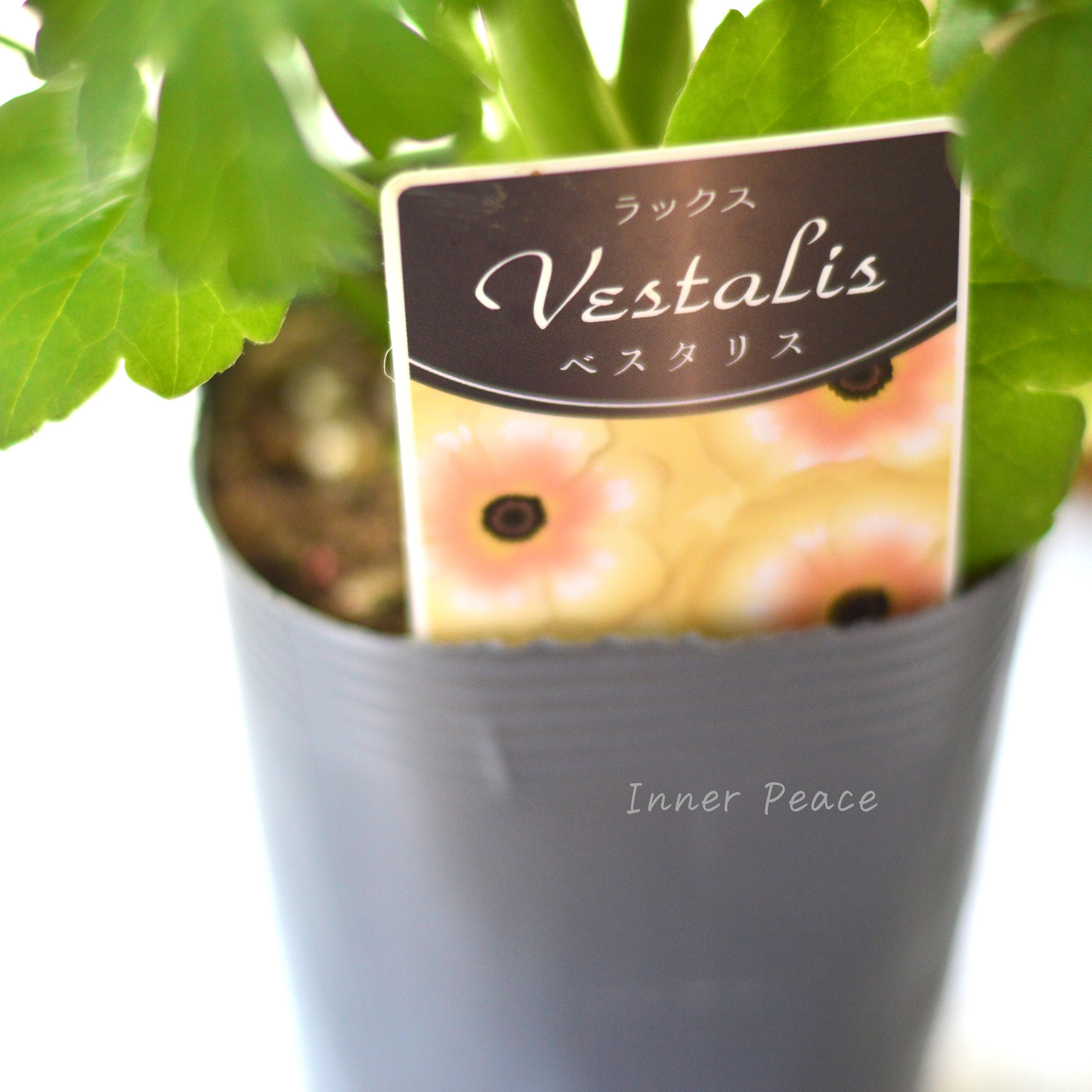 【美しい】 ラナンキュラス・ラックス 『ベスタリス』 3.5寸POT