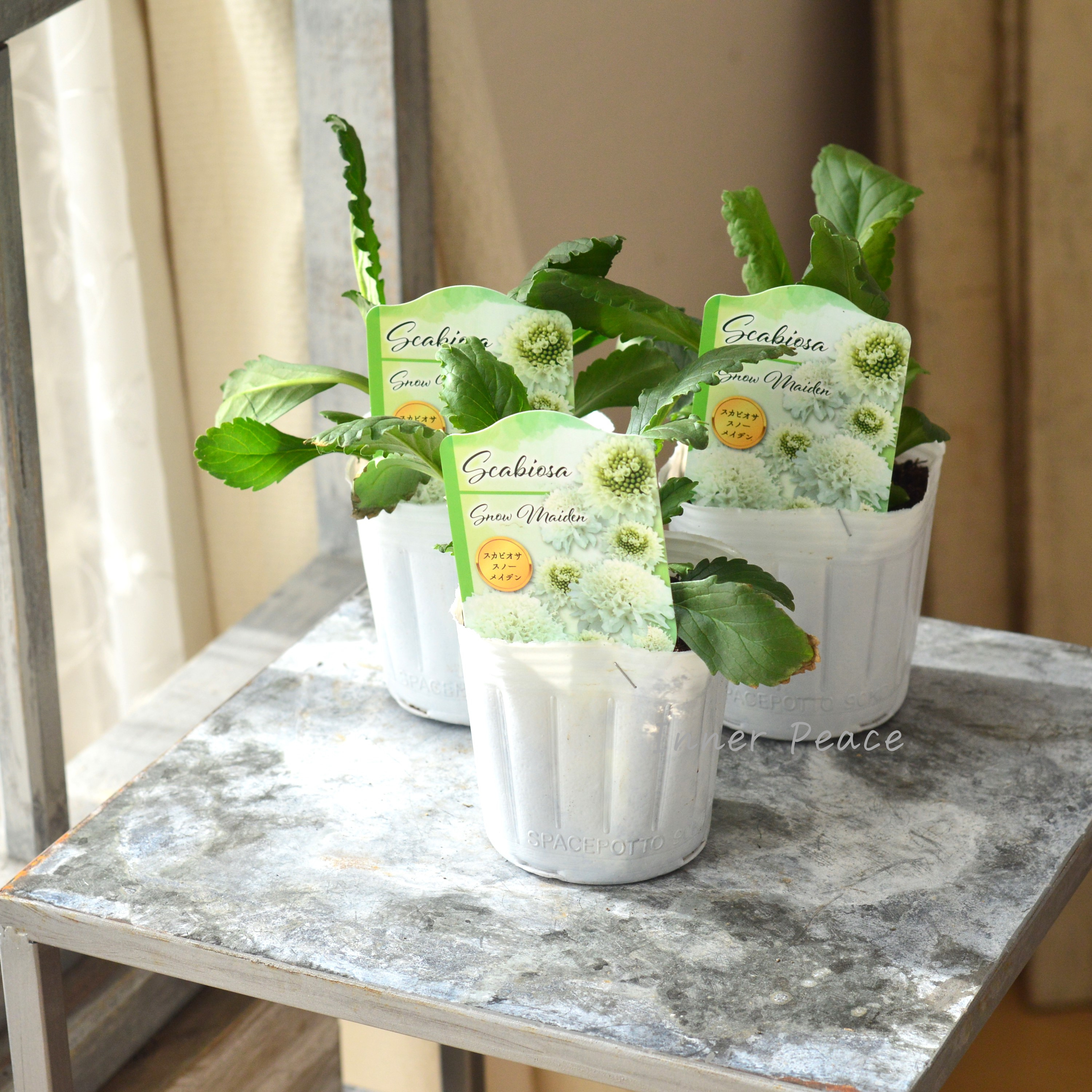 【見元園芸さん】 スカビオサ 『スノーメイデン』 植え込み用 3寸POT