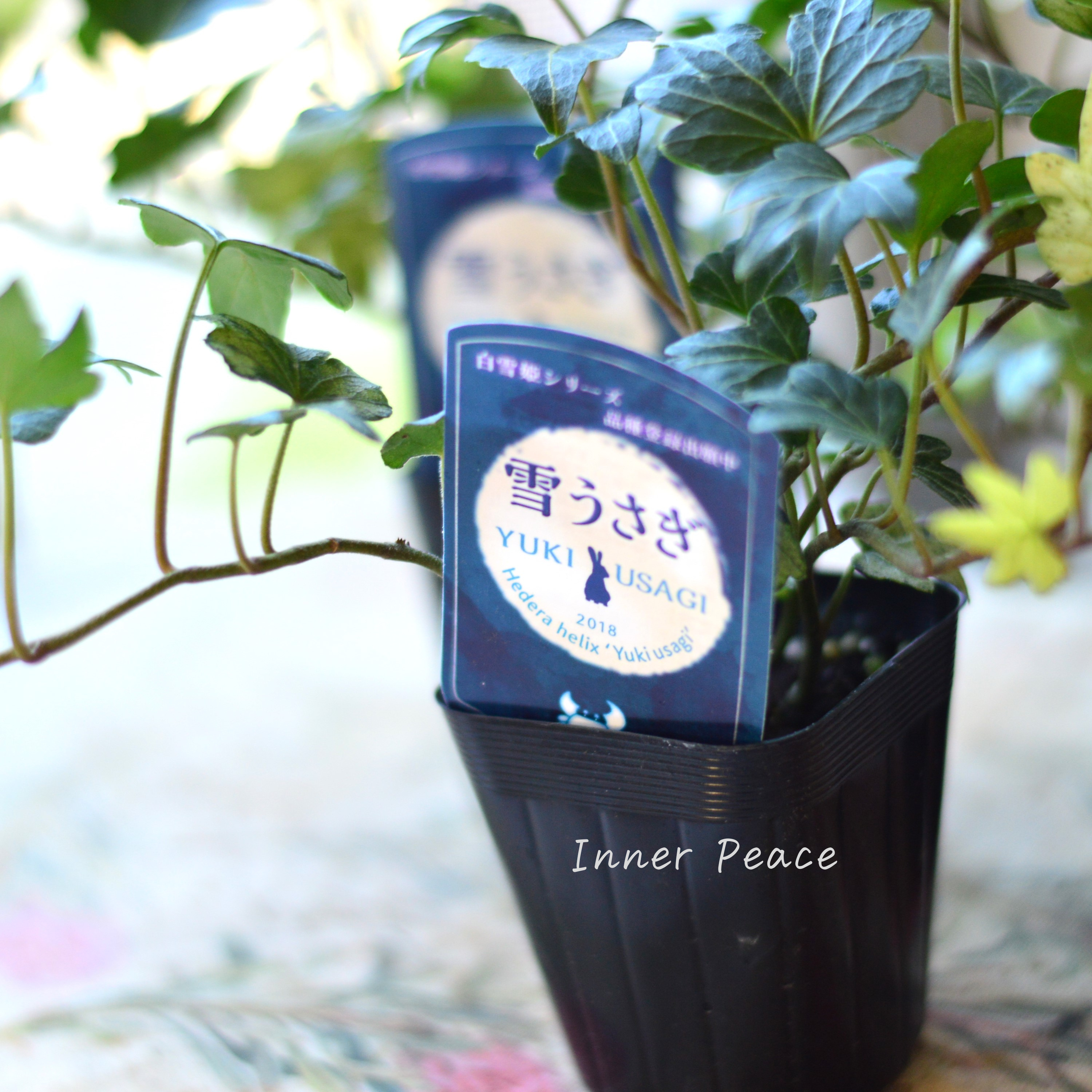 【希少】 ヘデラ 『雪うさぎ』 2.5寸~3寸POT