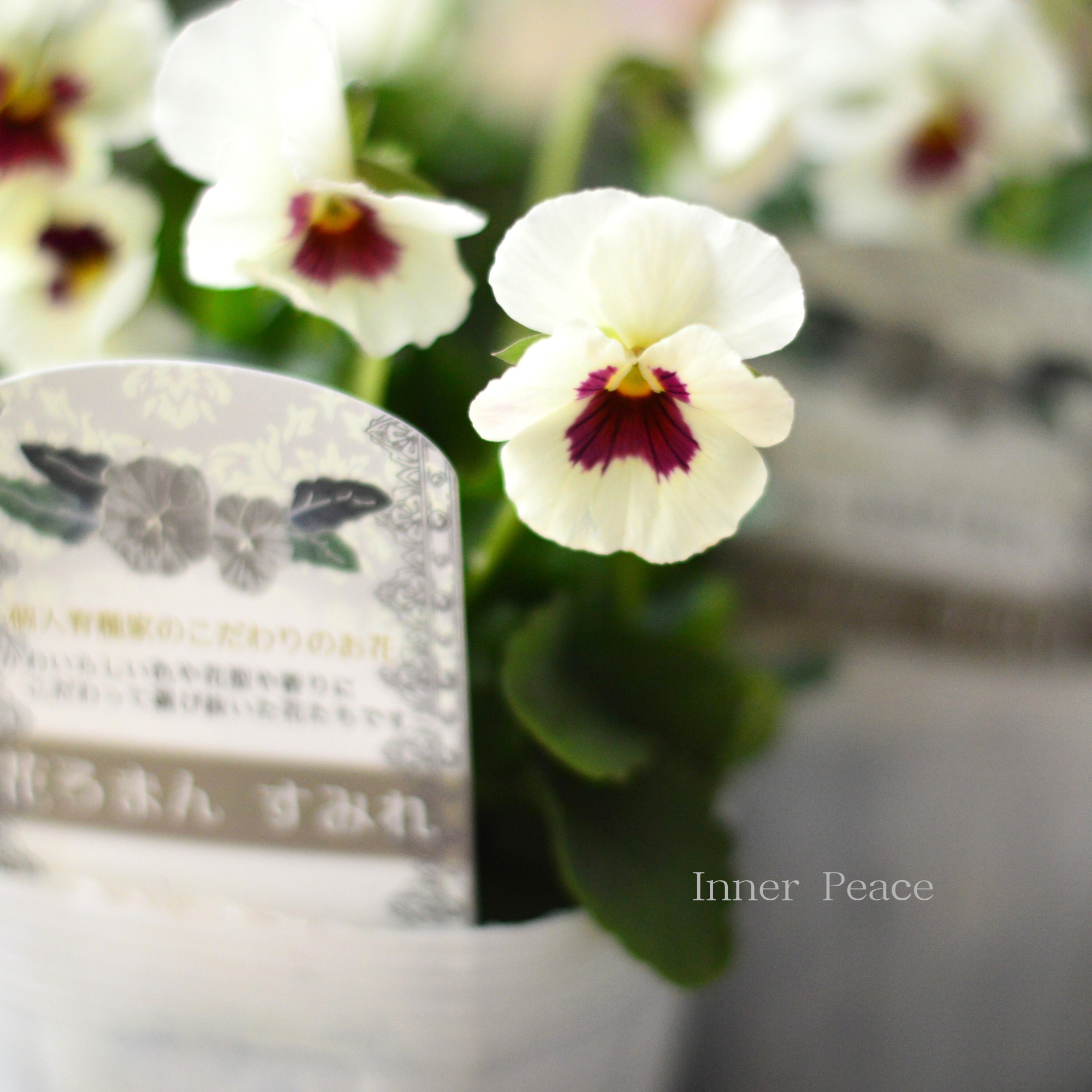 【かわいい】 パンジー すみれ 花ろまん『雪うさぎ』 3.5寸POT