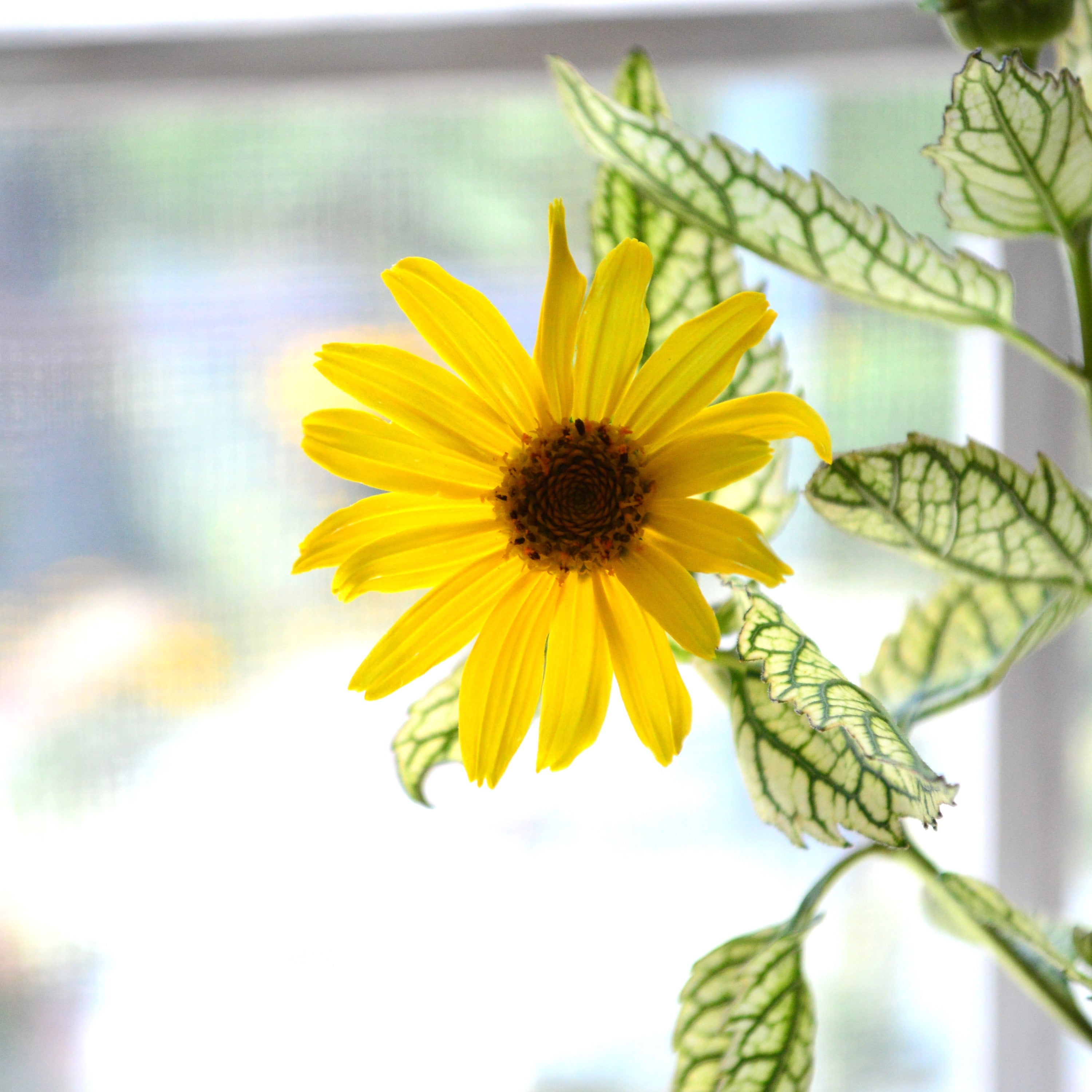 【開花期が長い】 ヘリオプシス 『サンバースト』 3寸POT