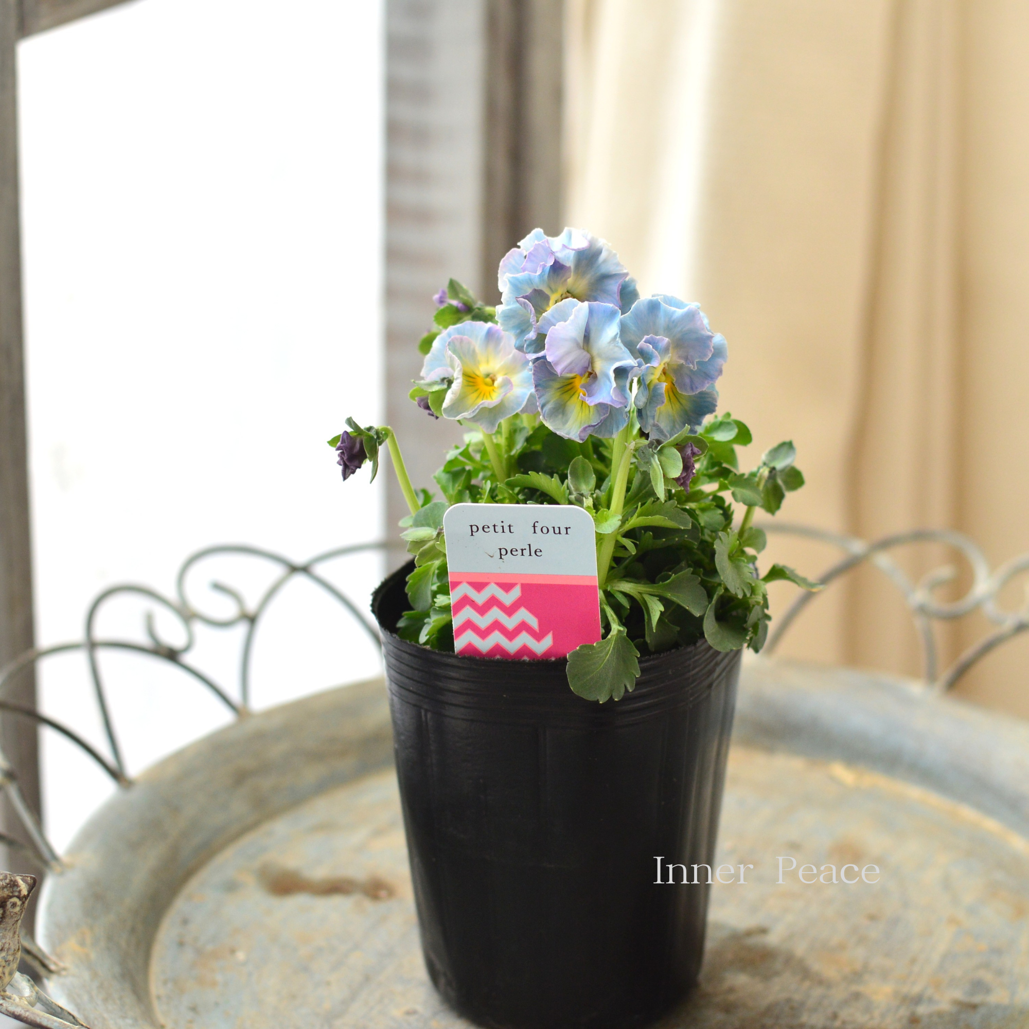 【ハルグリンさん】 ビオラ 『プティフール・ペルル 3番』 3寸POT