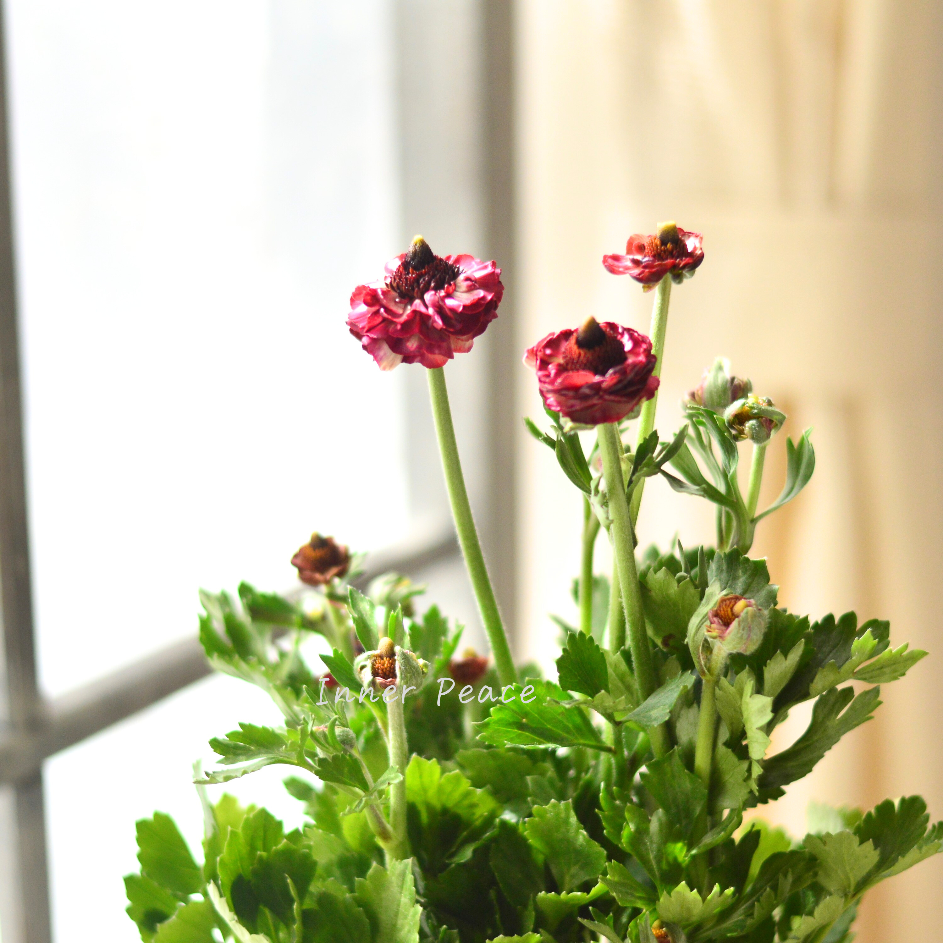 【綾園芸さん育種】 ラナンキュラス 『イカロス・ローズピンク系』 4寸ロングPOT