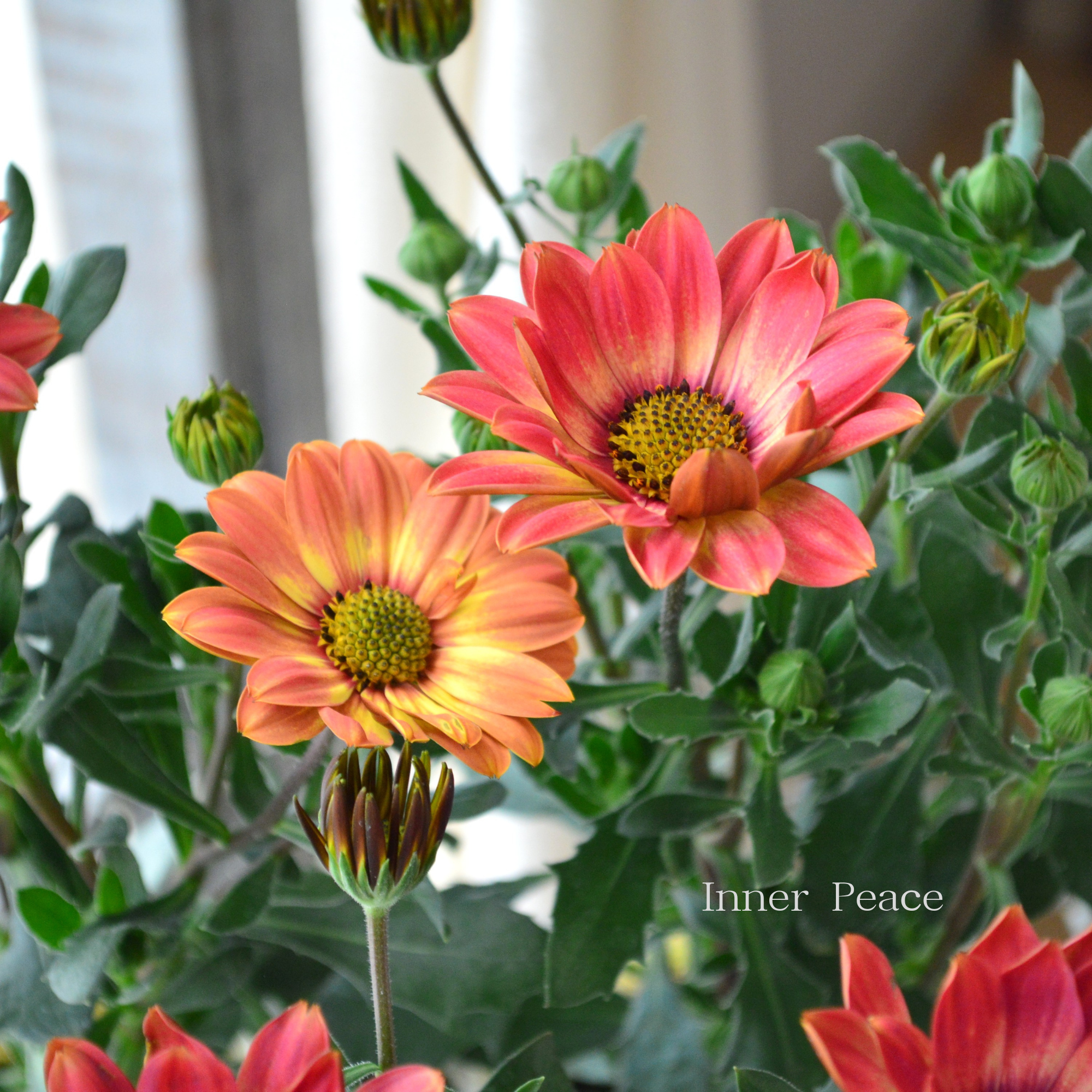 【PW】 オステオスペルマム 『キャンディーフィールズ・ベリーズパイン』 3.5寸POT