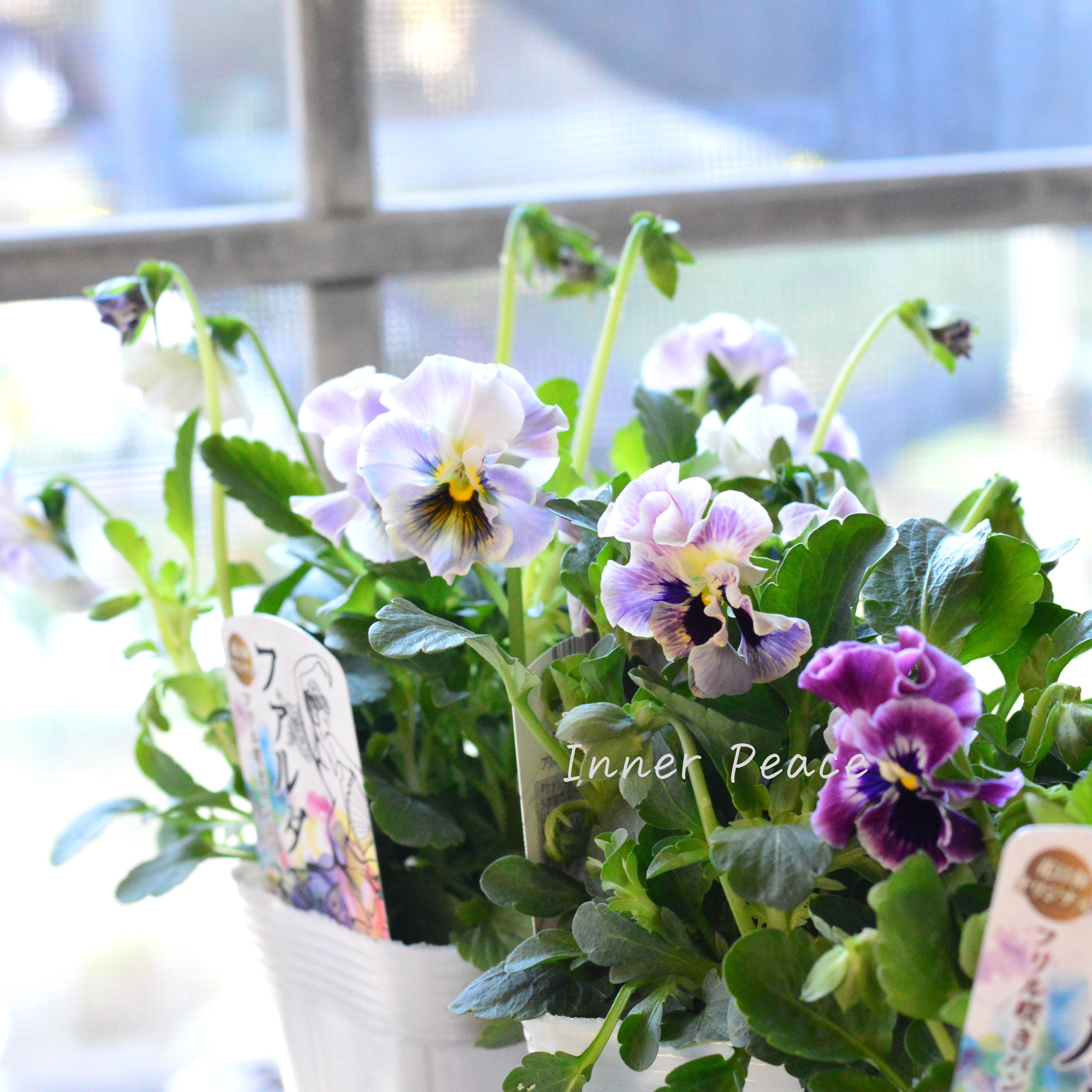 【花日和さんオリジナル】 フリル咲きパンジー 『ファルダ』 3.5寸POT