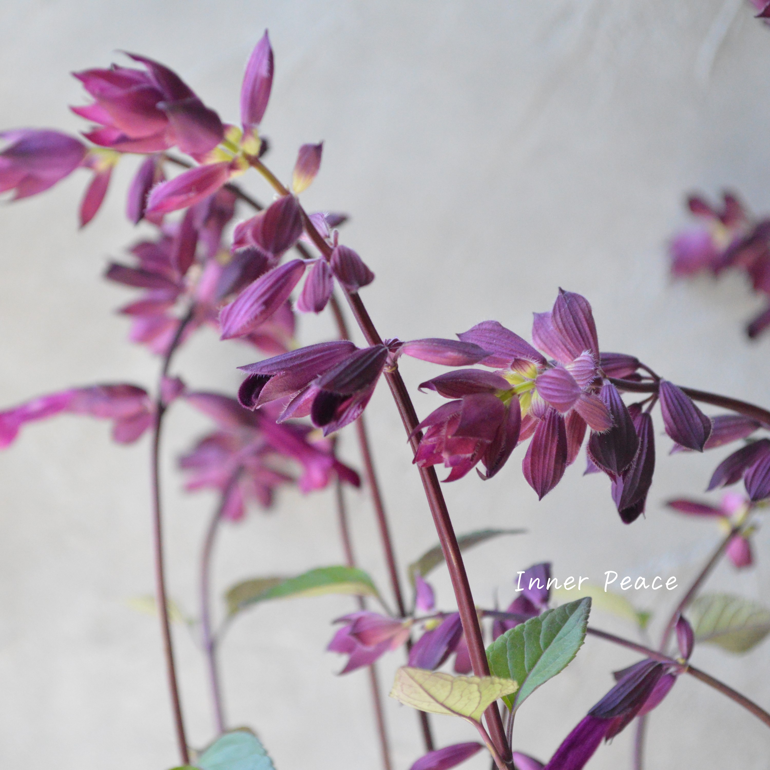 【宿根】 サルビア 『ラブアンドウィッシュ』 3.5寸POT