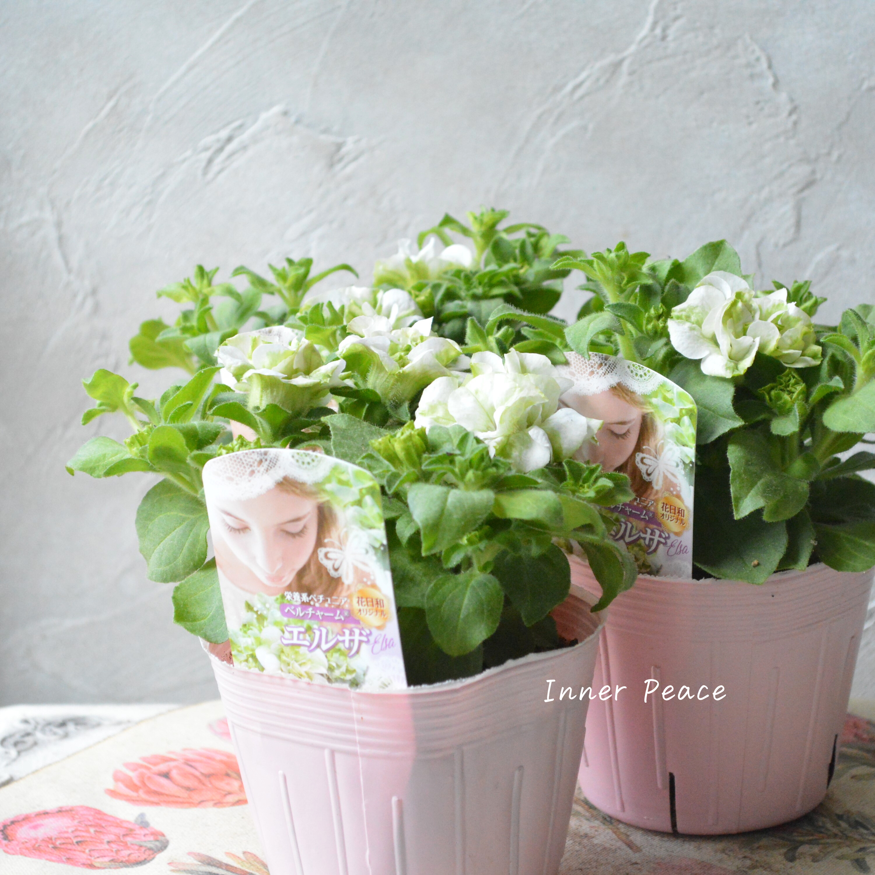 【花日和さんオリジナル】 栄養系ペチュニア 『ベルチャーム・エルザ』 3寸ロング~3.5寸POT