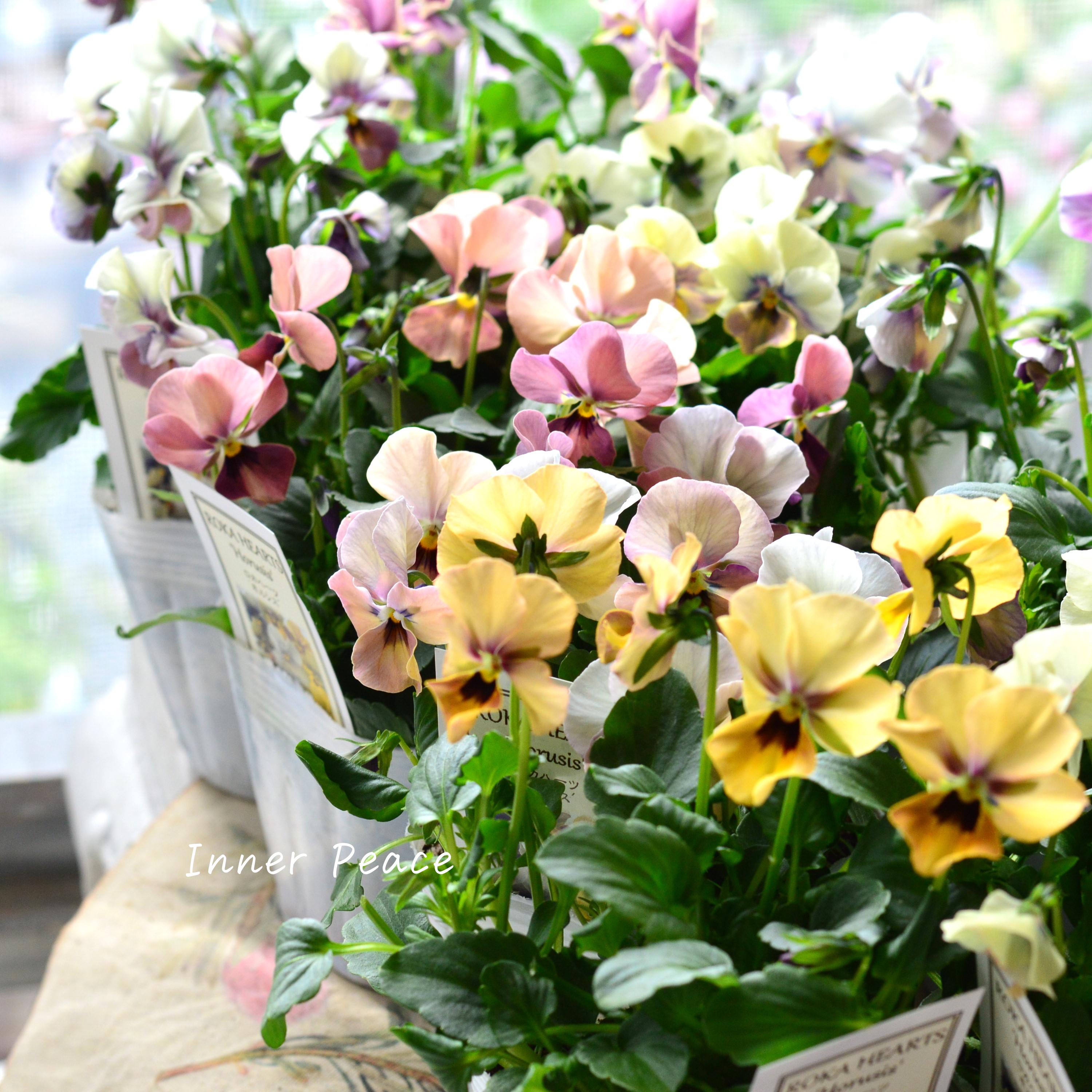 【美しい】 ビオラ ロカハーツ 『ホルシス』 3.5寸POT