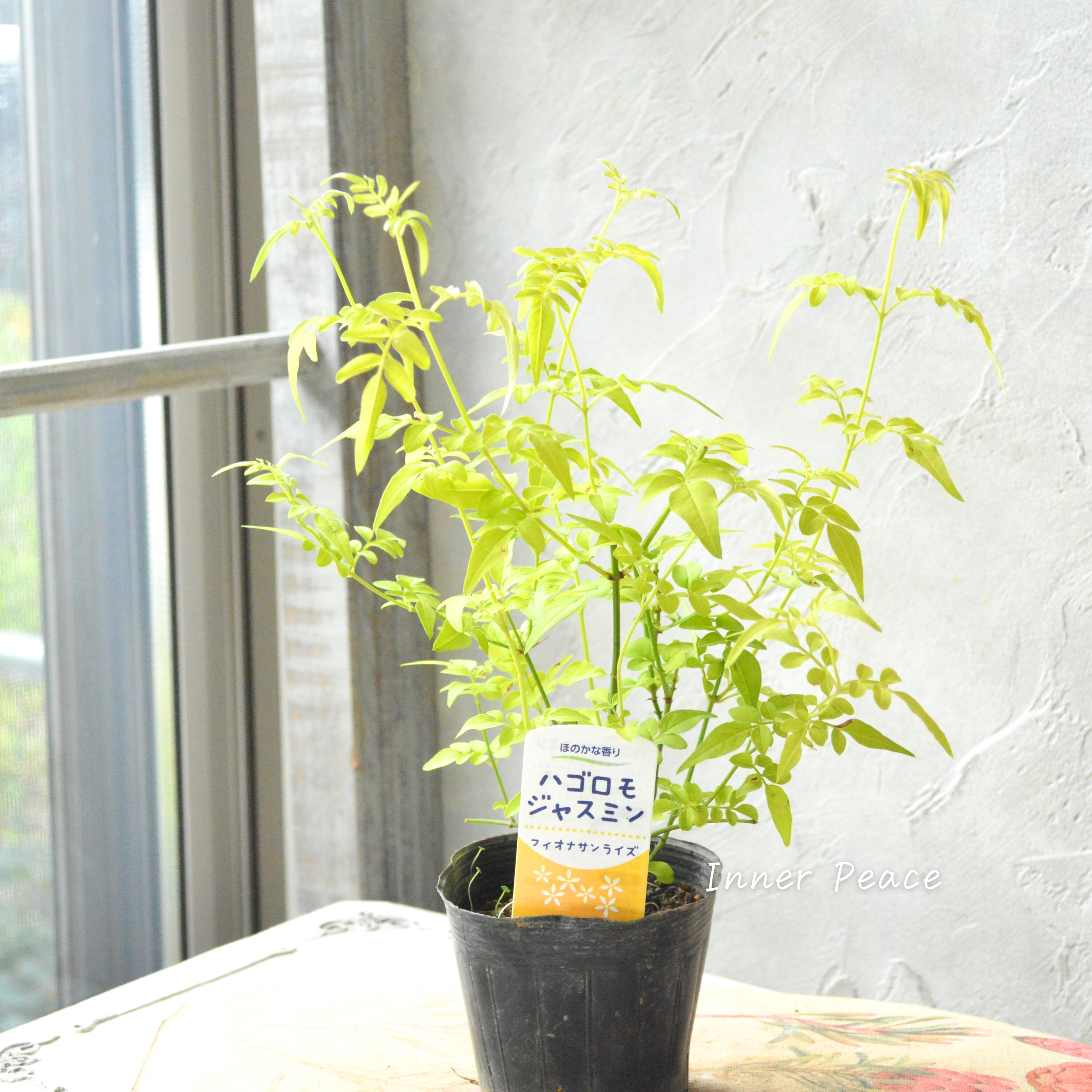 【鮮やかなお色】ハゴロモジャスミン・フィオナサンライズ 2.5寸POT