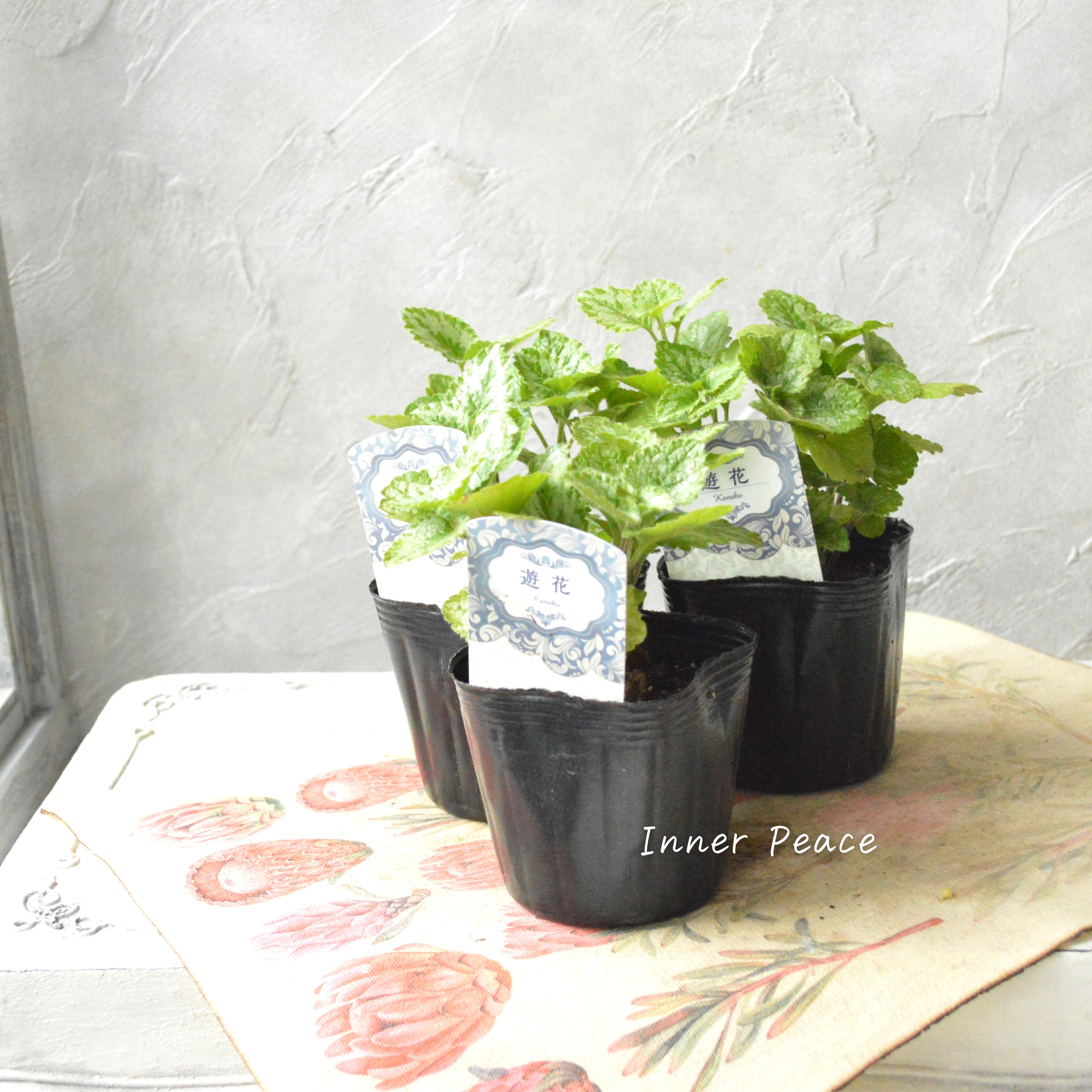 【かっこいい】 ラミウム 『ガリオブドロン』 3寸POT