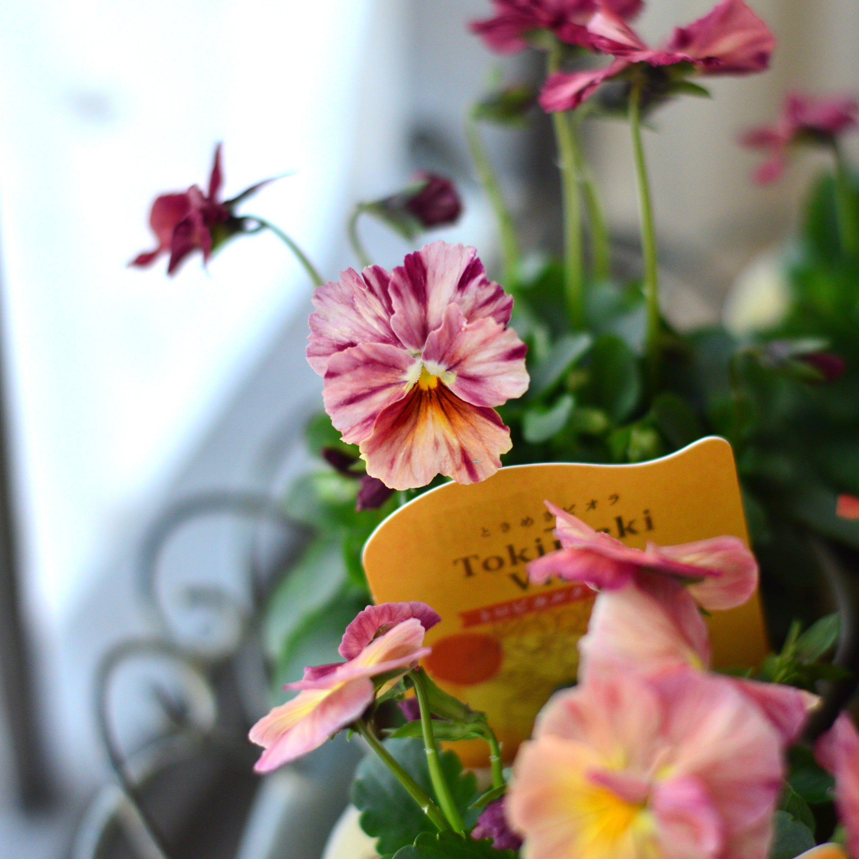 【奥田園芸さん】 ときめきビオラ 『トロピカルクラッシュ』 3.5寸POT