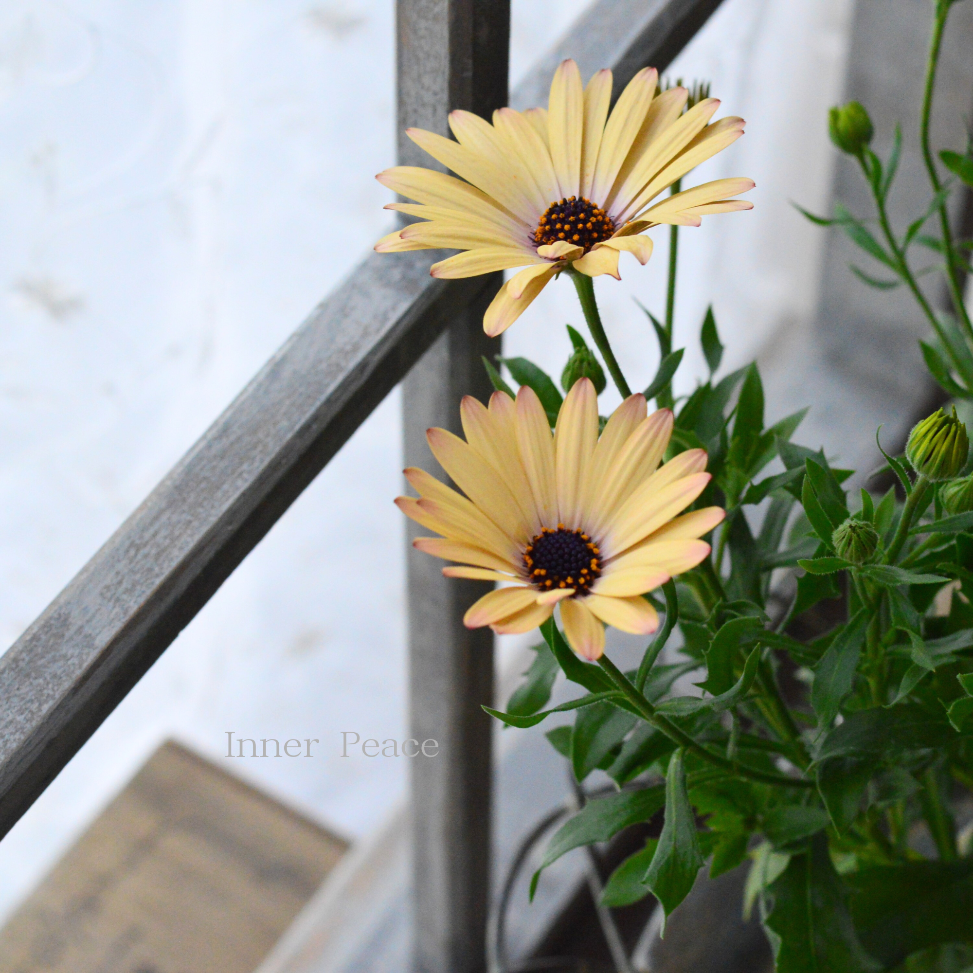 【マツバラフラワーファームさん】 オステオスペルマム 『コンフィチュール・ピーチ』 3寸ロングPOT